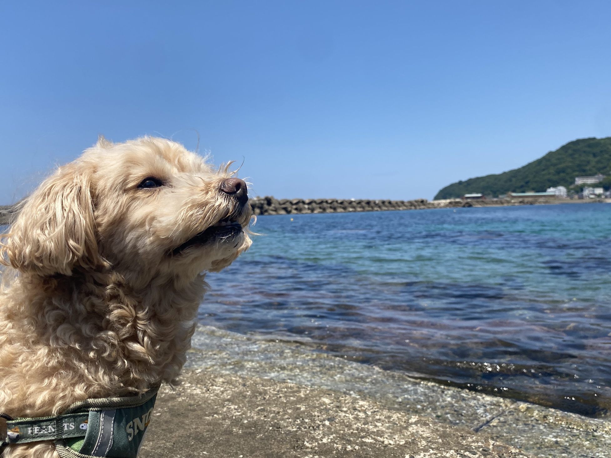 愛犬と自然を楽しむグランピングできるヴィラ※手ぶらでBBQ　二食付きプラン