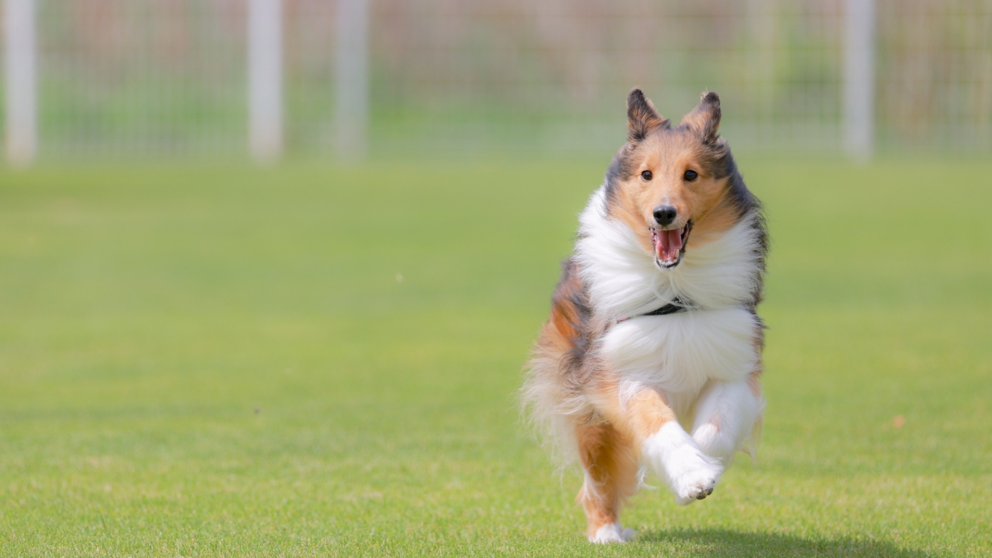 *ワンちゃんと泊まれるグランピング／大型犬や超大型犬もOK！