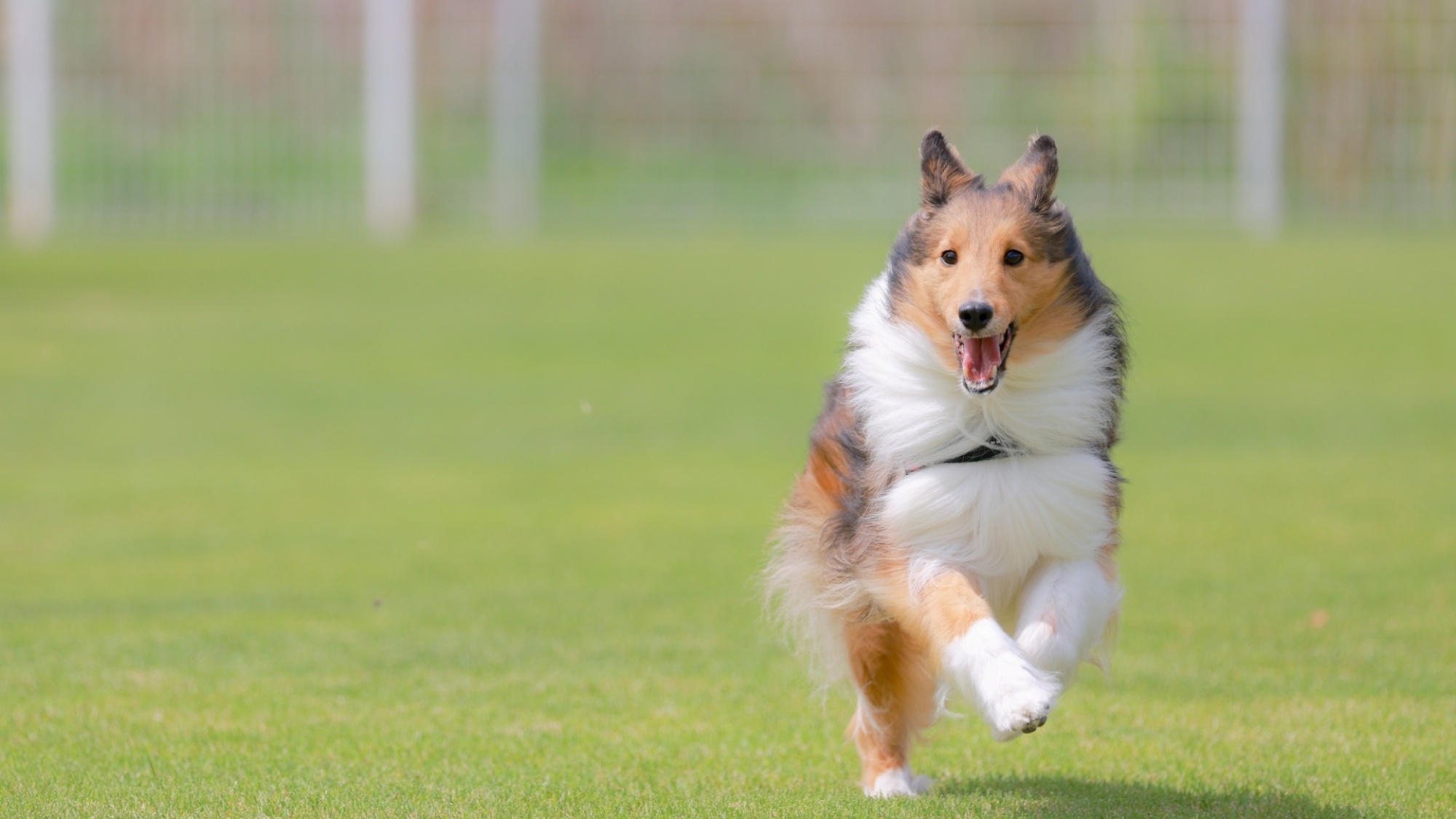 【グランピング×ペット】愛犬と一緒に特別なひとときを！大自然の中でBBQと星空を満喫／2食付