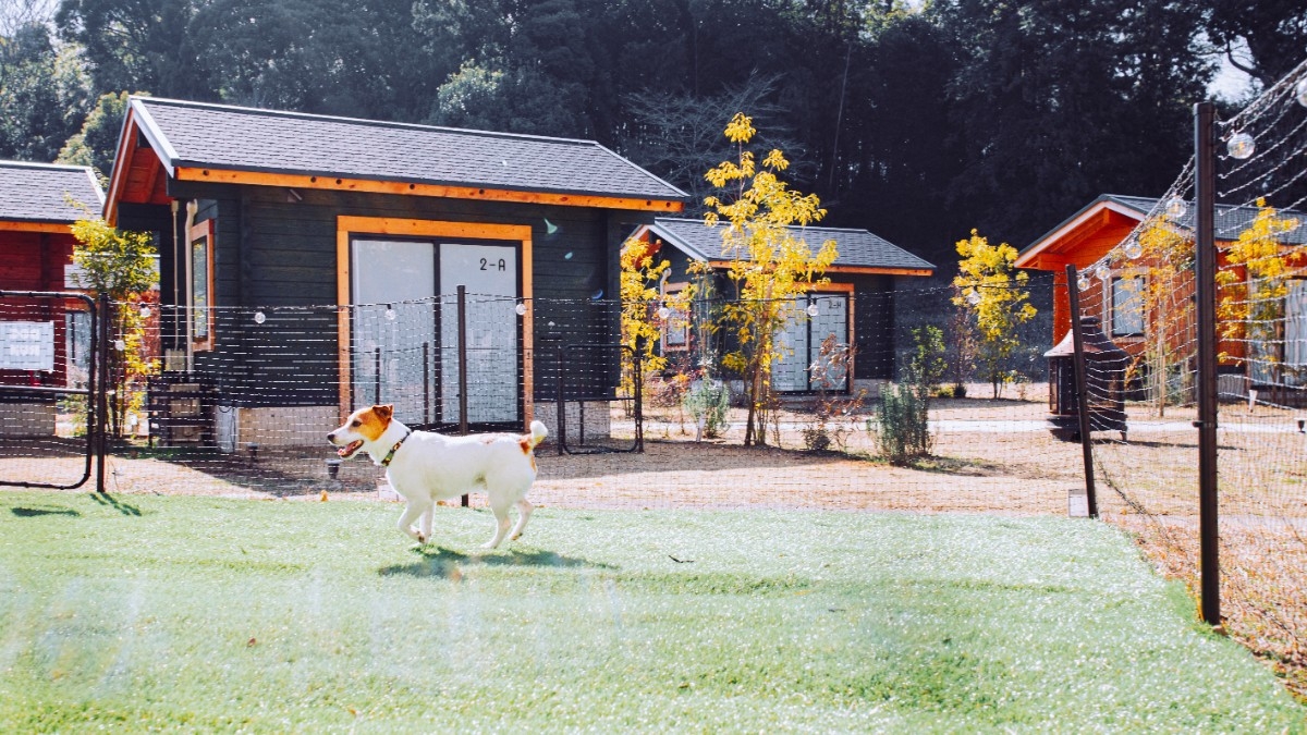 DOG cabin【4周年記念15％OFF】塊肉BBQ×食べ飲み放題｜夕朝食付オールインクルーシブ