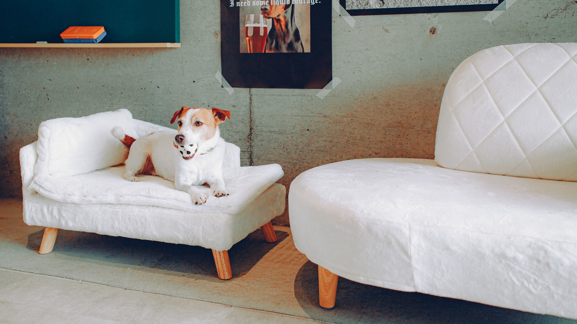 専用ソファでくつろぐ愛犬。遊び疲れたあとは、のんびりリラックス。