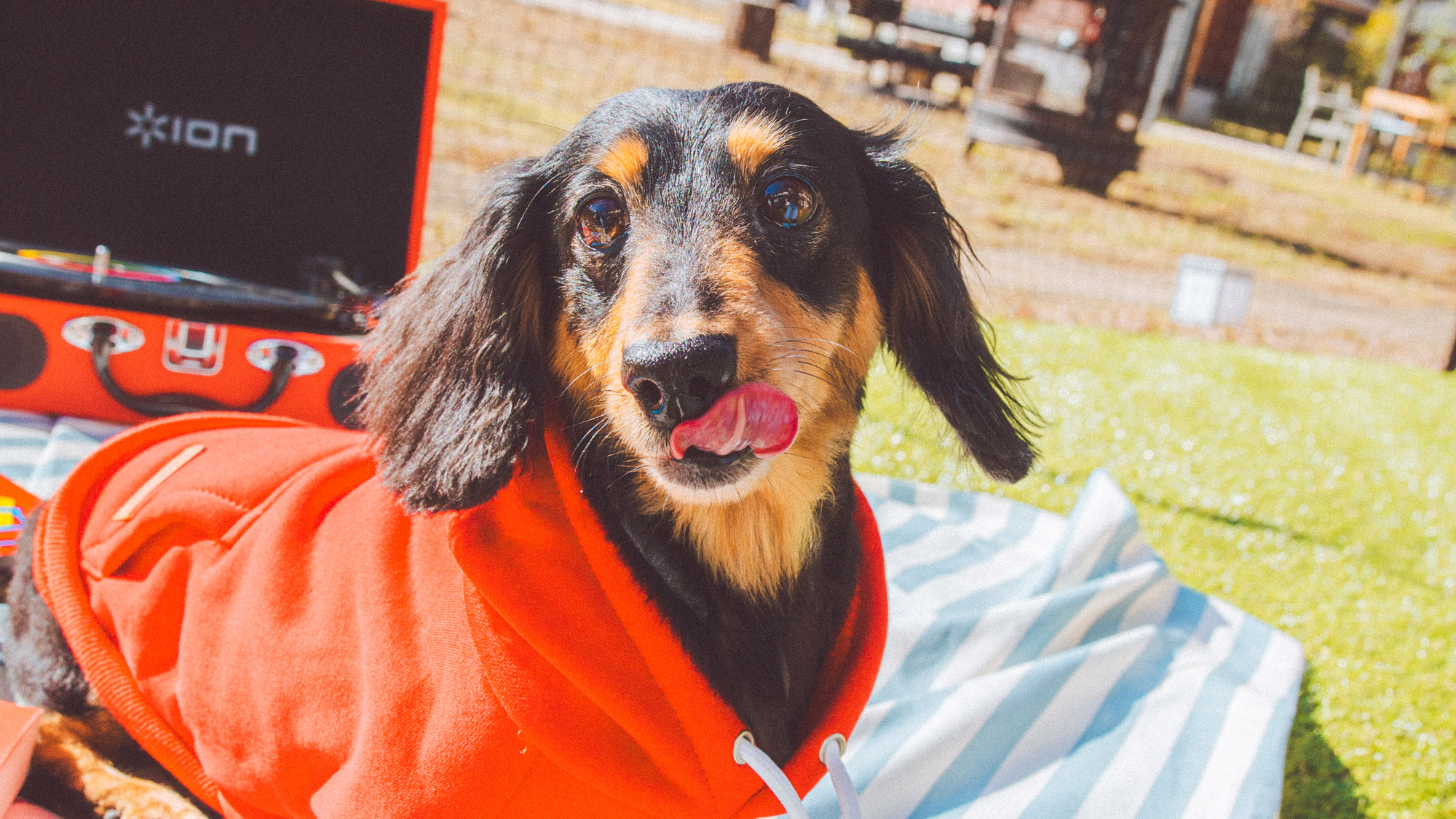 愛犬も主役の休日。ドッグランや屋外でのびのび遊べる嬉しい時間。