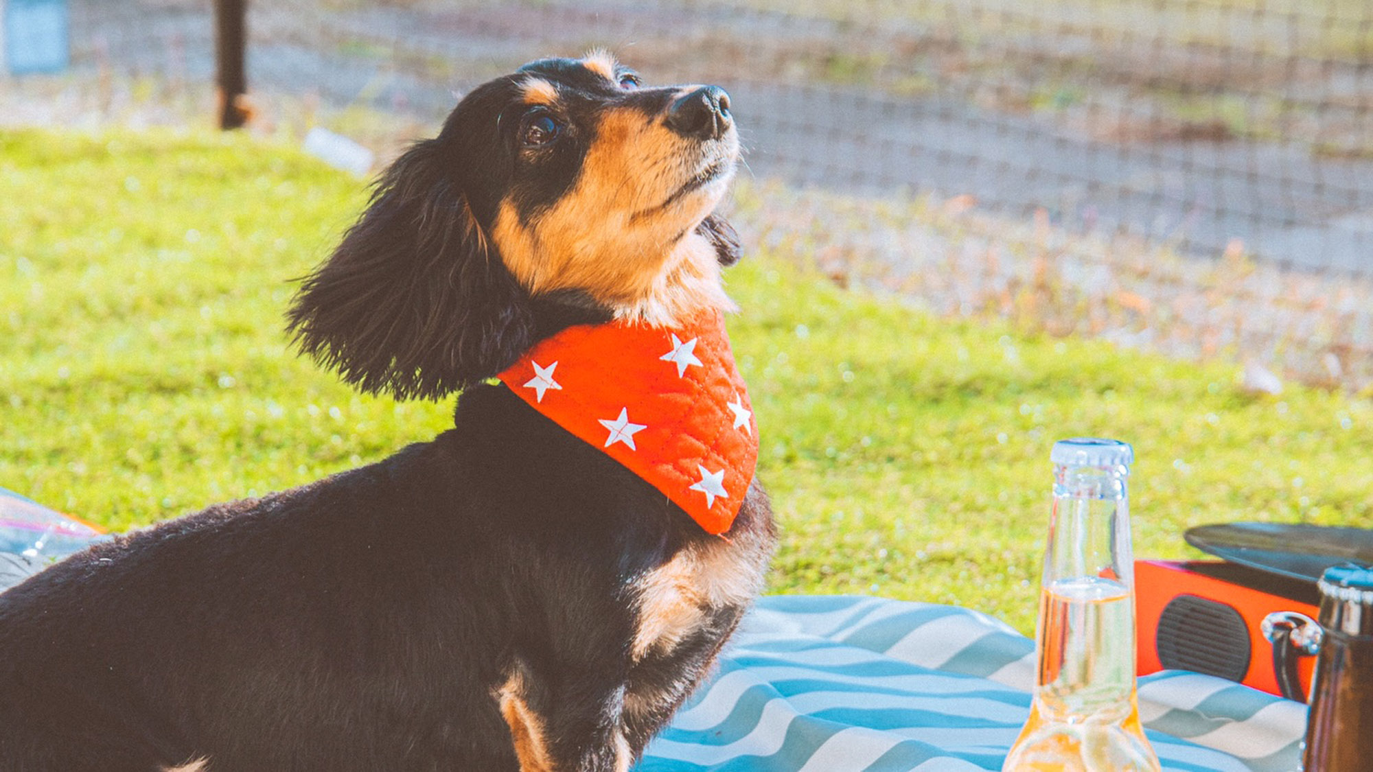 おしゃれなバンダナでアウトドアを満喫するワンちゃん。