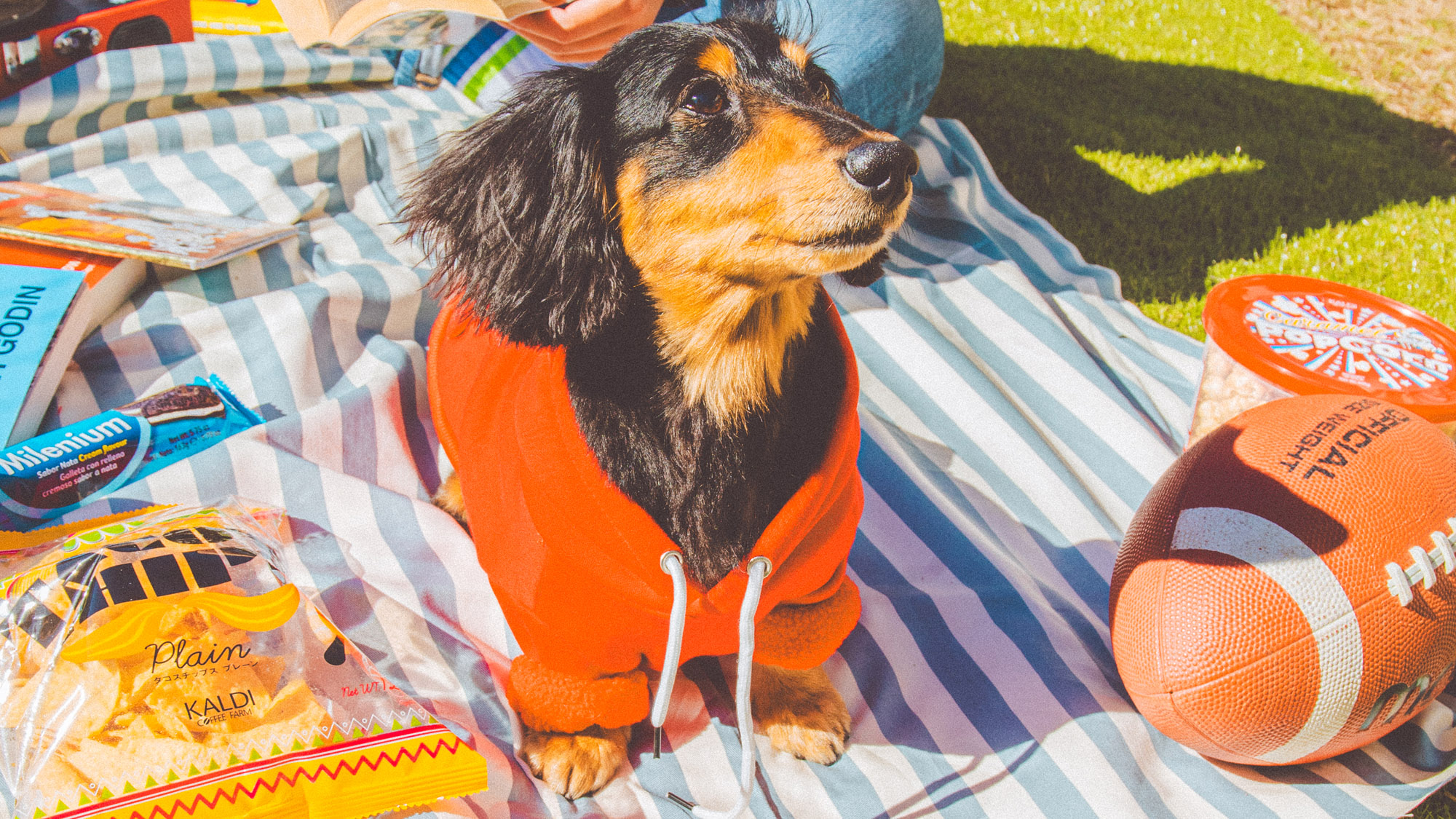 ワンちゃんと一緒にピクニック。アウトドアデビューも安心のひととき。
