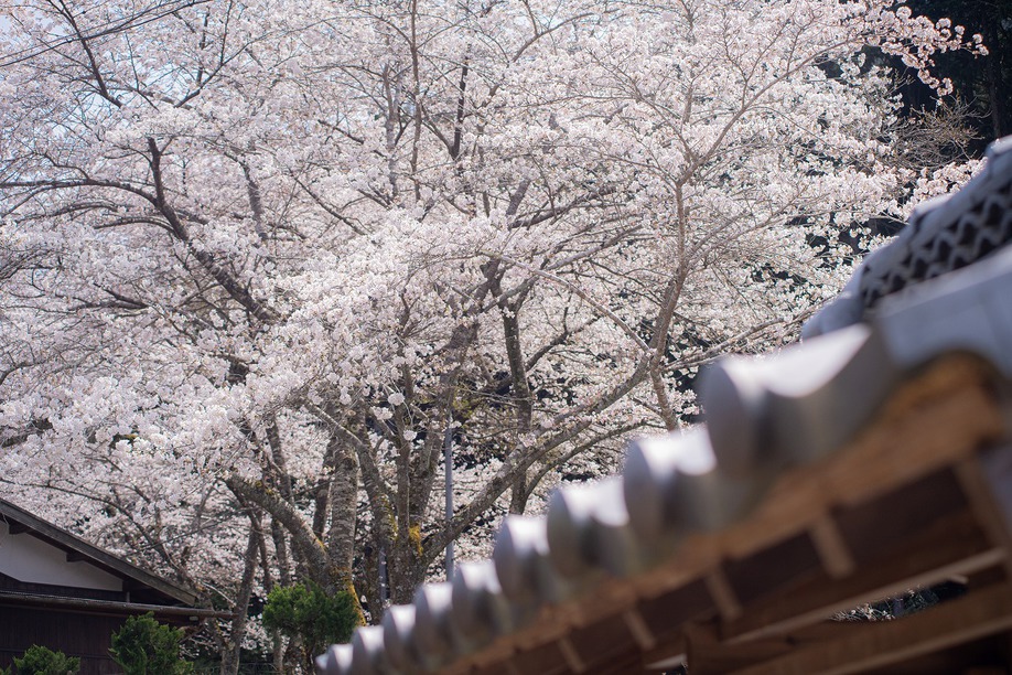 ＜桜シーズン限定＞ シェフ特製お花見弁当付き♪　里山丹波の桜とフレンチを愉しむ休日