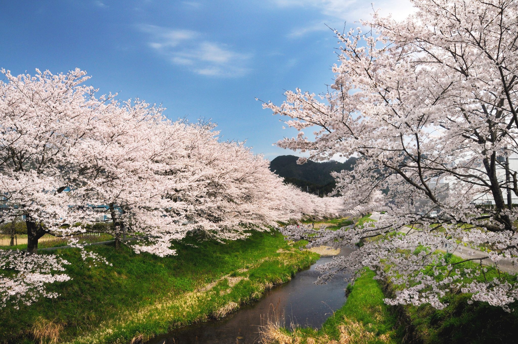 柏原川桜並木