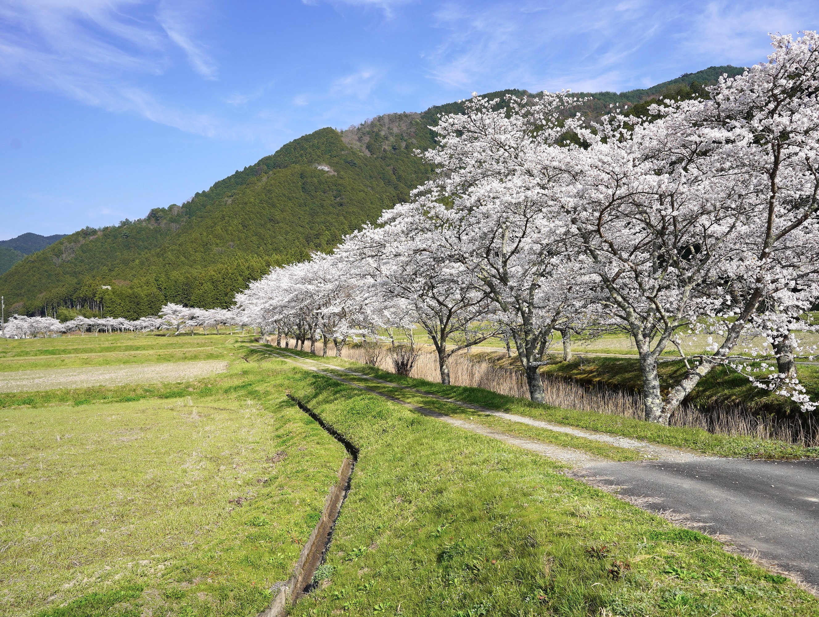柏原川の桜堤