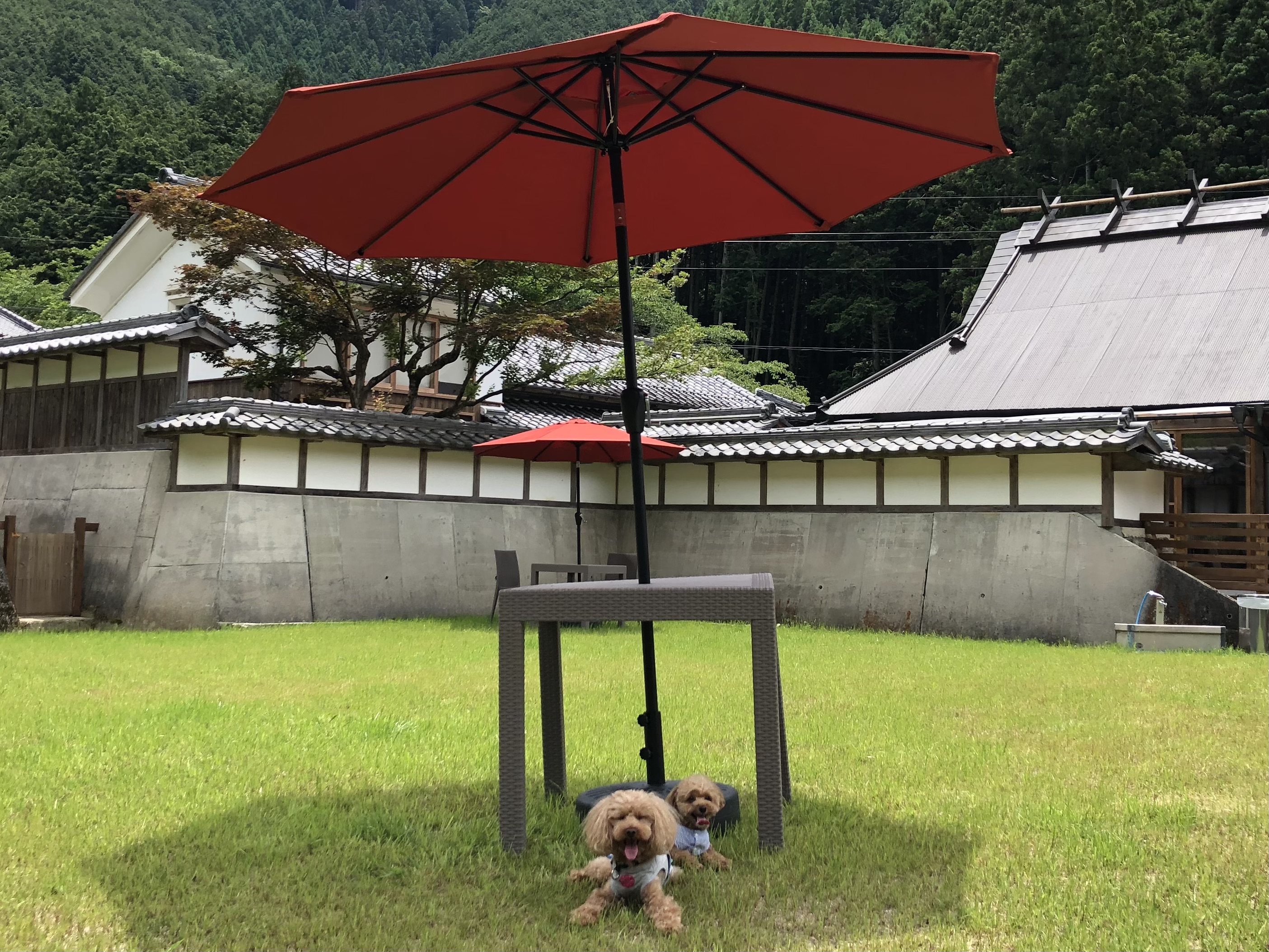 ドッグラン