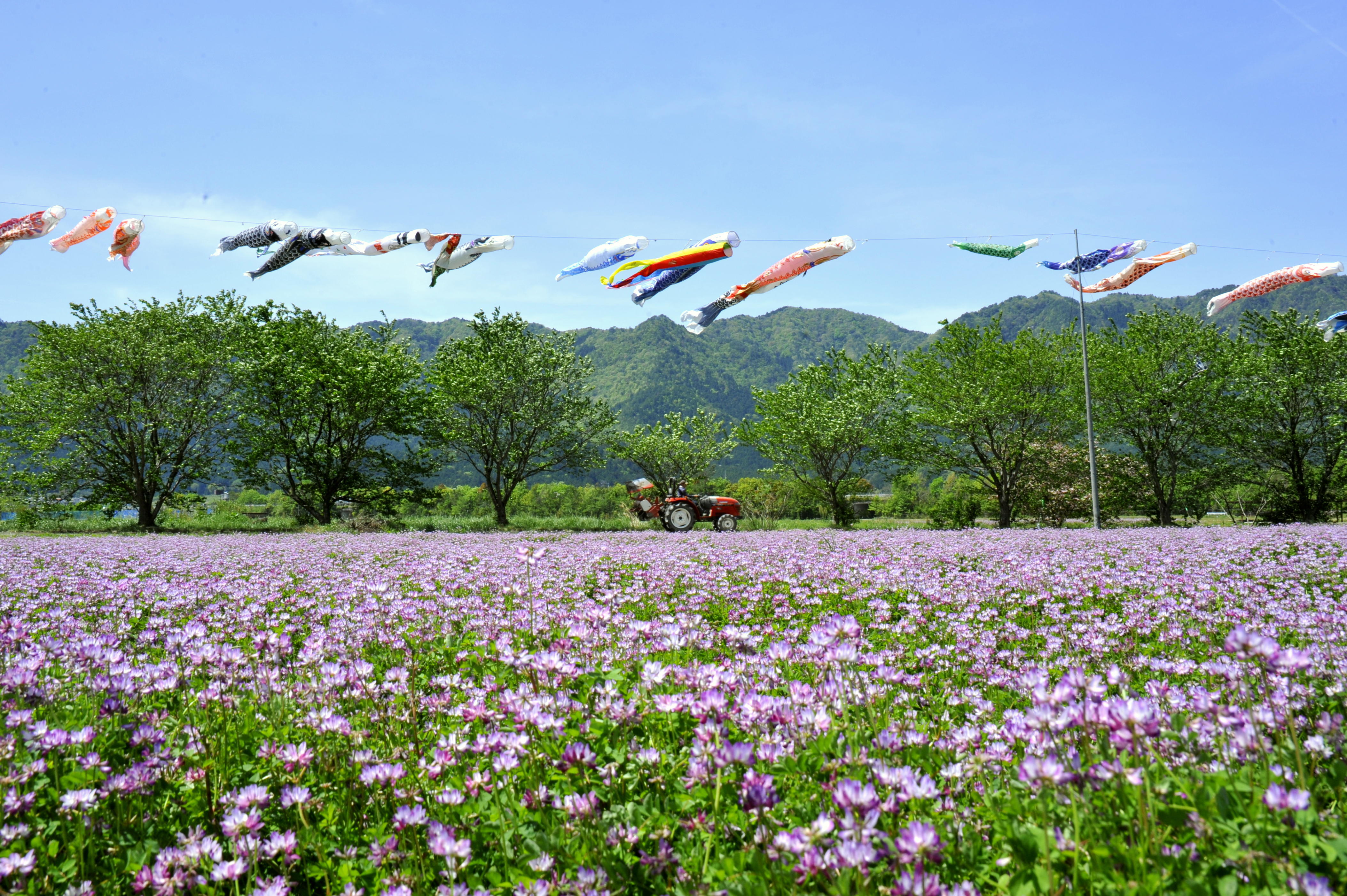 野上野れんげの里