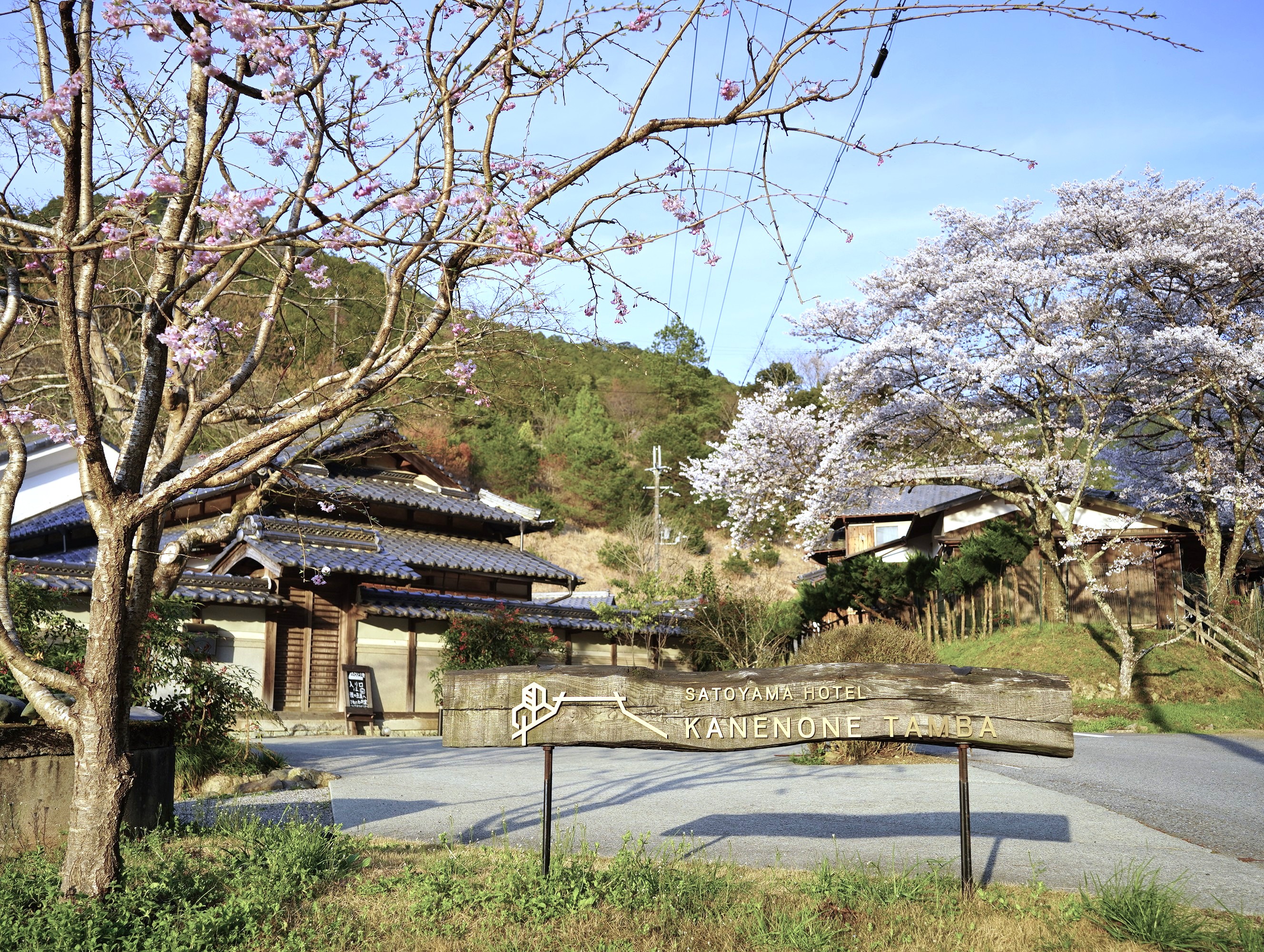 桜