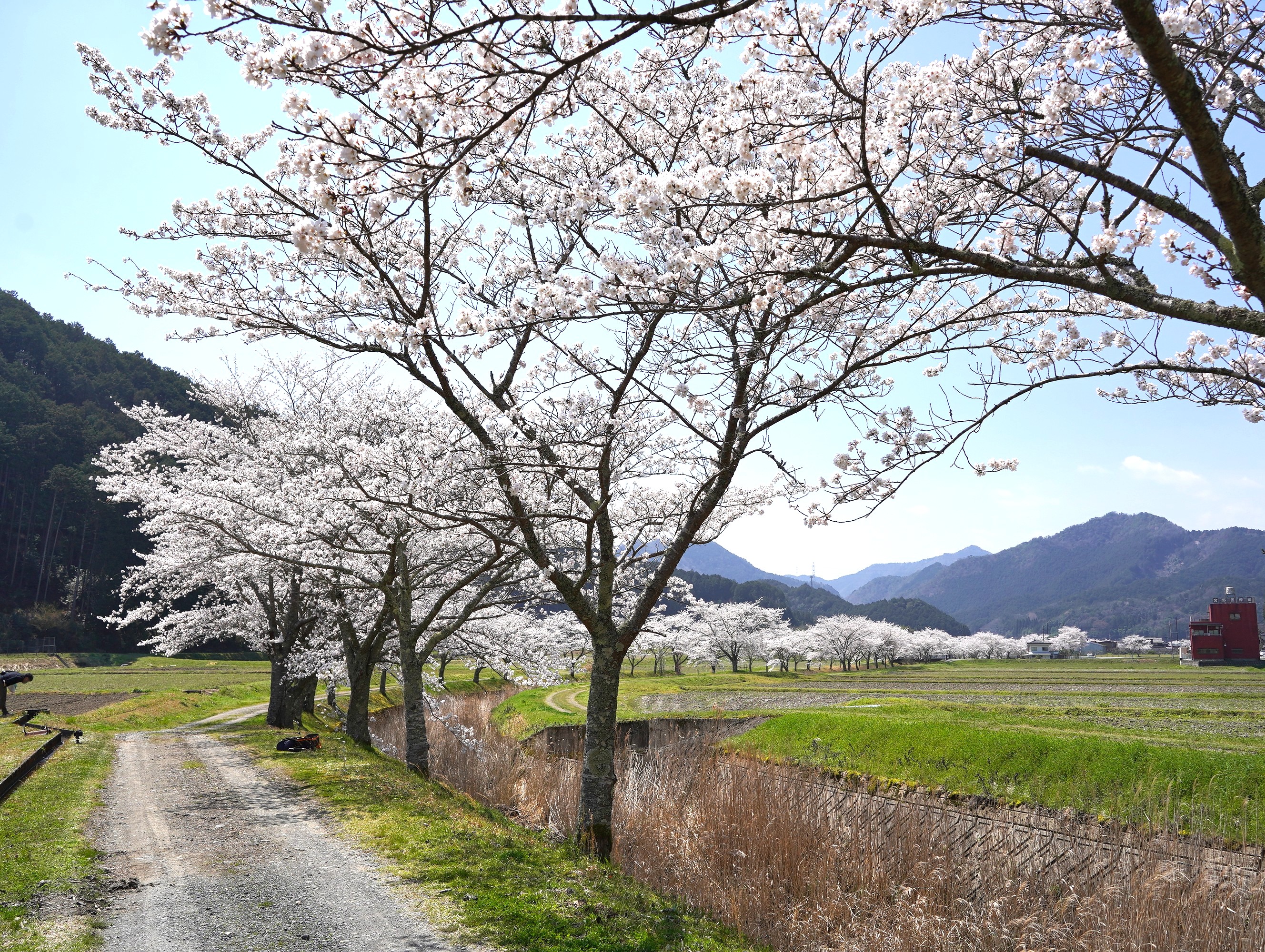 柏原川の桜堤