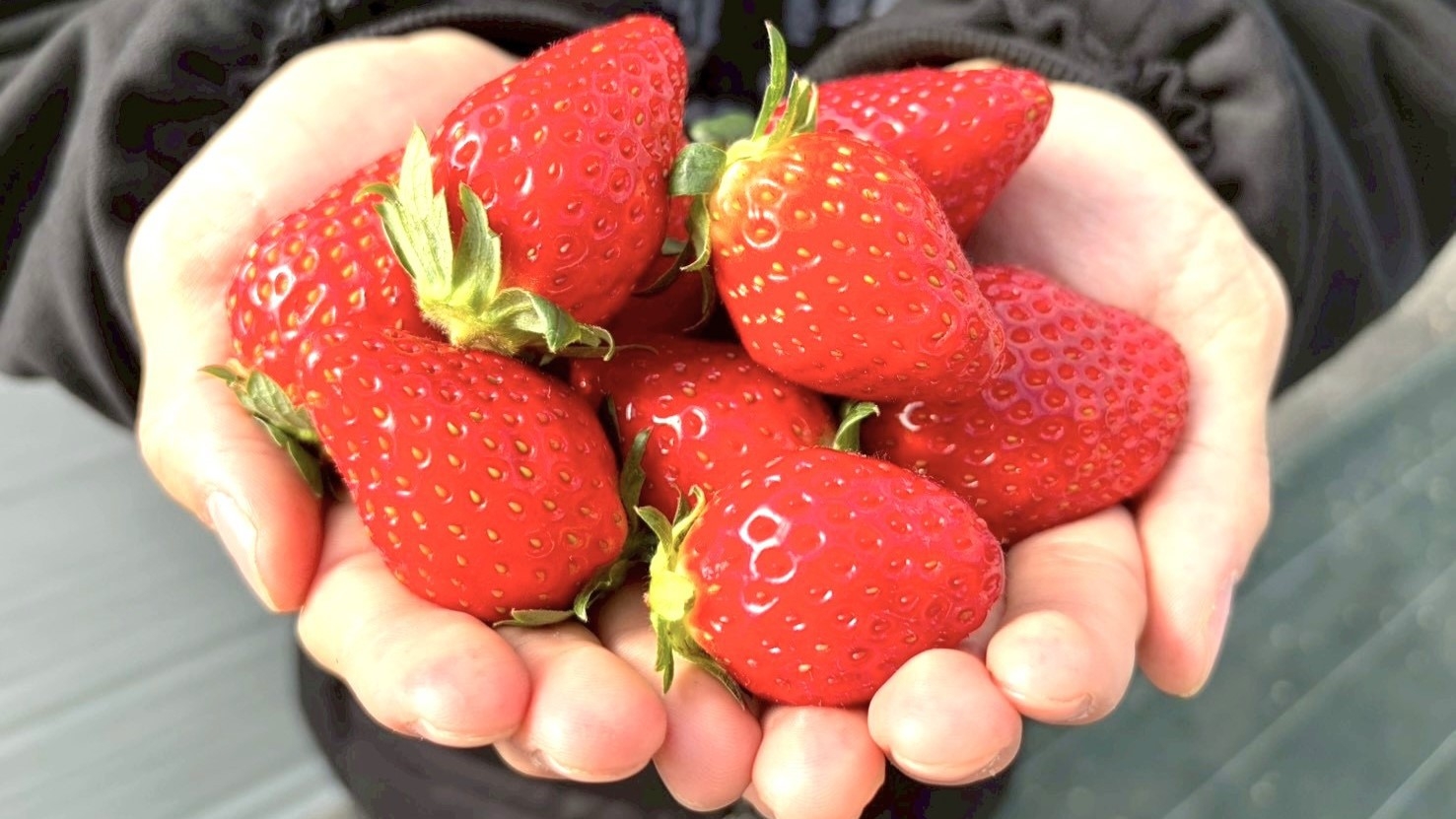 【期間限定】いちご狩り体験チケット付きプラン〜厳選那須高原和牛を盛り込んだBBQコース〜