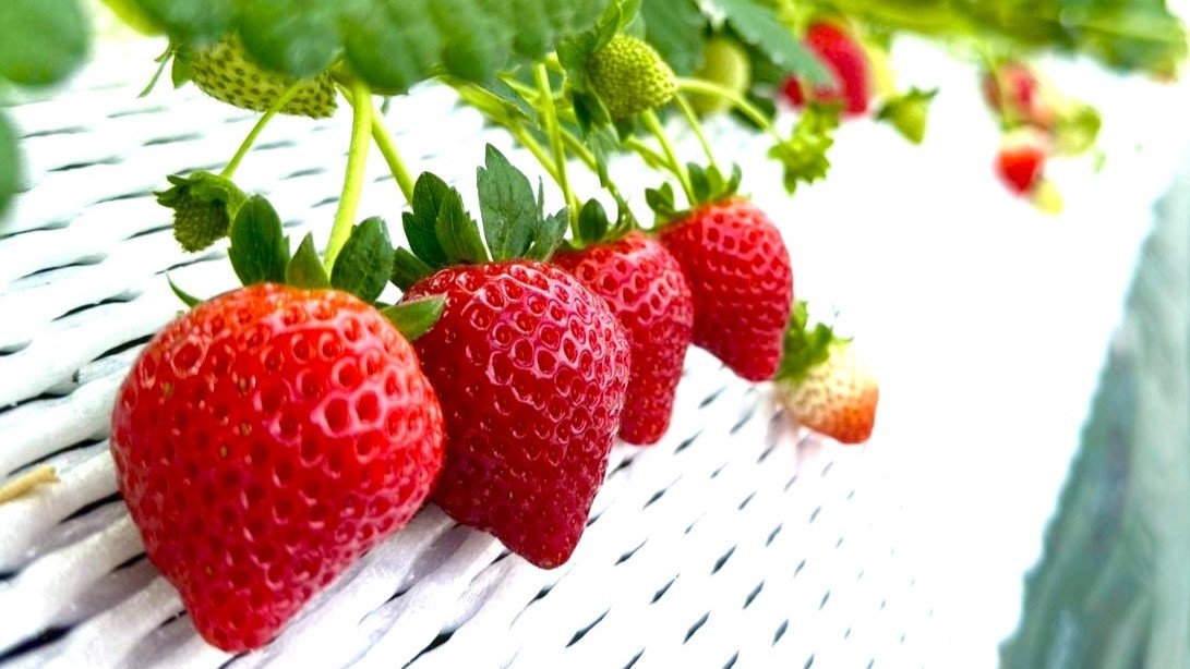 【期間限定】WHITELAMP5周年記念感謝プラン〜那須高原和牛を盛り込んだBBQコース〜