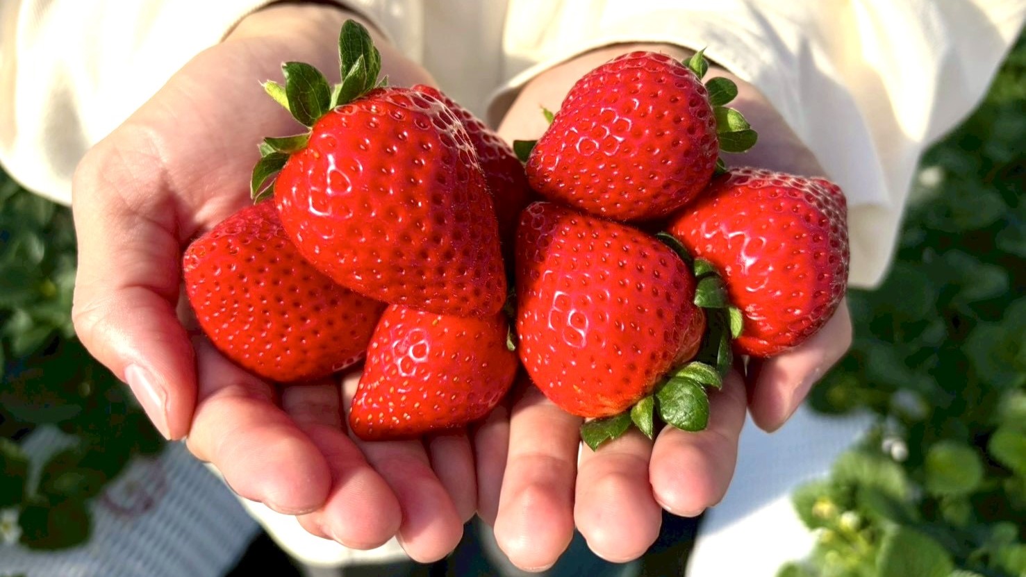 いちご狩り体験チケット付きプラン（とちあいか）