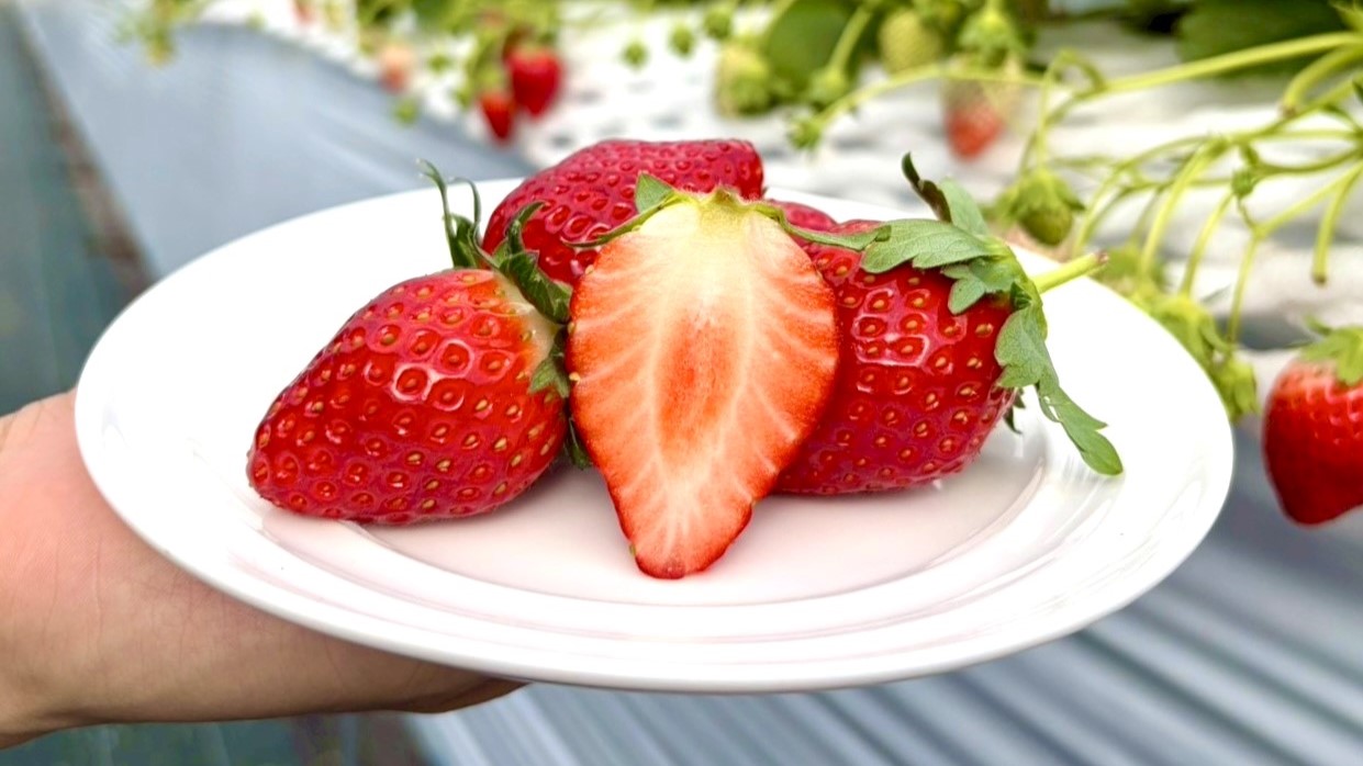 いちご狩り体験チケット付きプラン（とちおとめ）