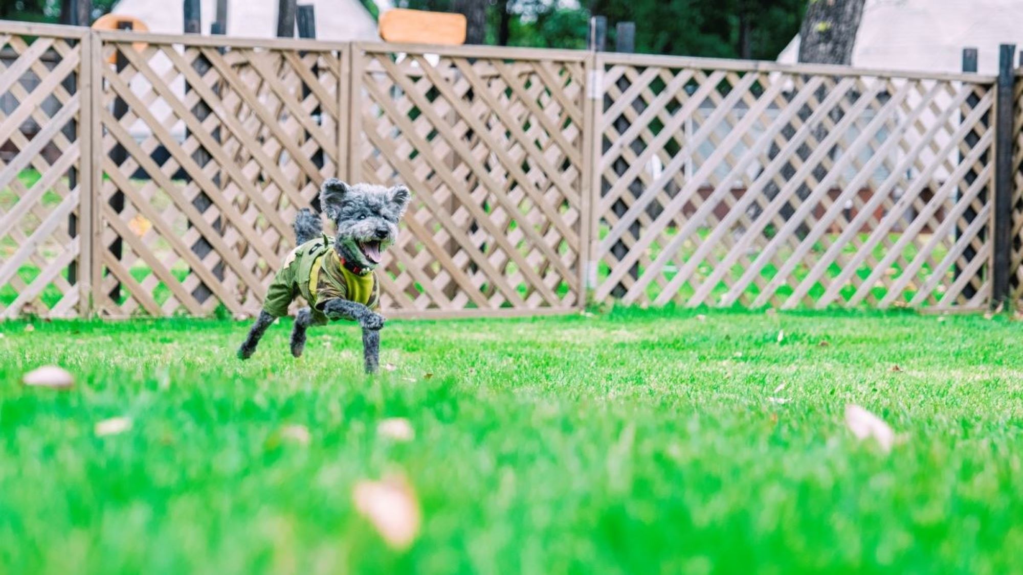 手作りドッグラン