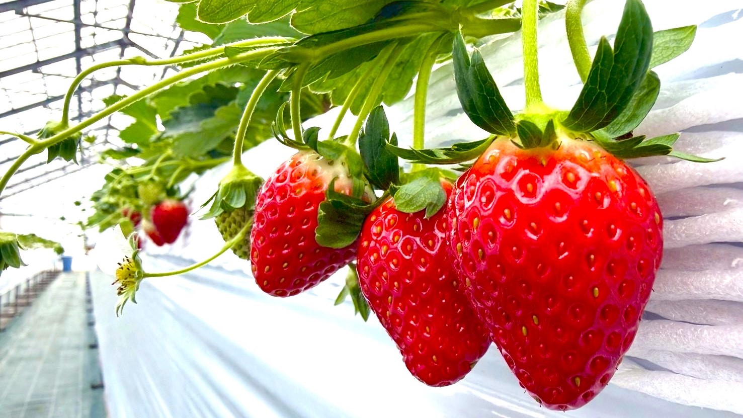 いちご狩り体験チケット付きプラン（とちおとめ）