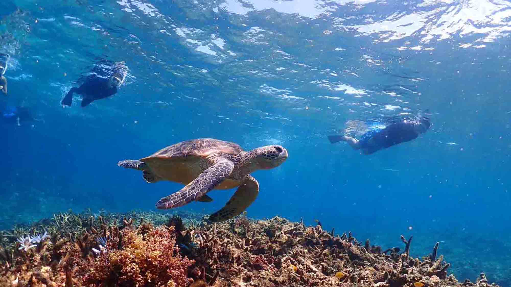 ・【周辺】西表島の透き通る美しい海で、ウミガメと一緒に泳ぐ感動体験をしてみませんか？