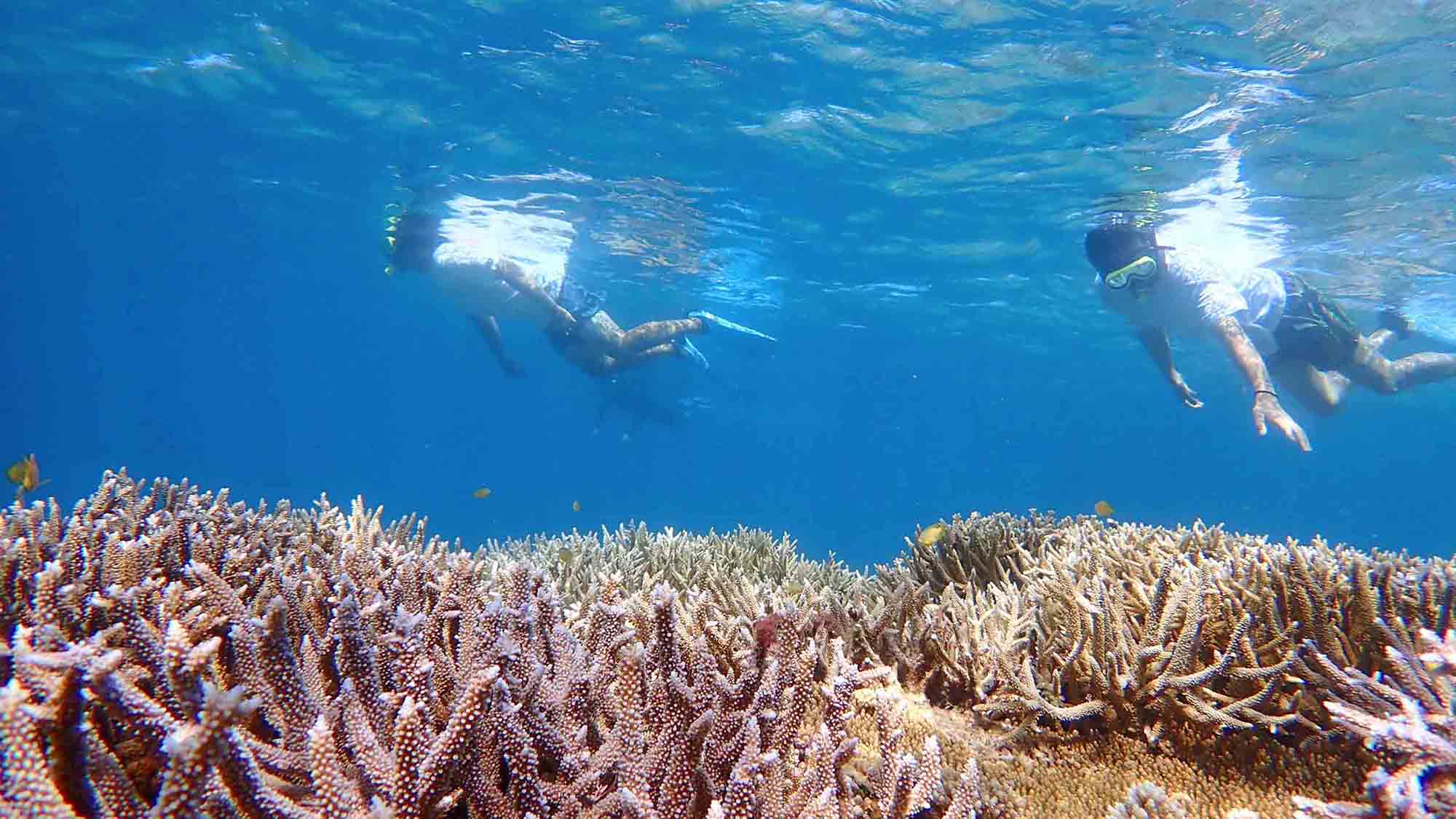 ・【周辺】透明度抜群の海でシュノーケル！美しいサンゴや魚たちに癒やされます ・【周辺】西表島の透き通