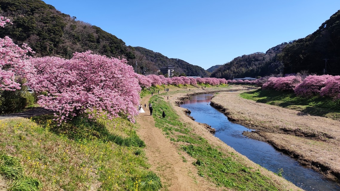 日本有数の早咲き「河津桜まつり」　海まで0分　夕食フレンチフルコース　グラススパークリングワイン付　