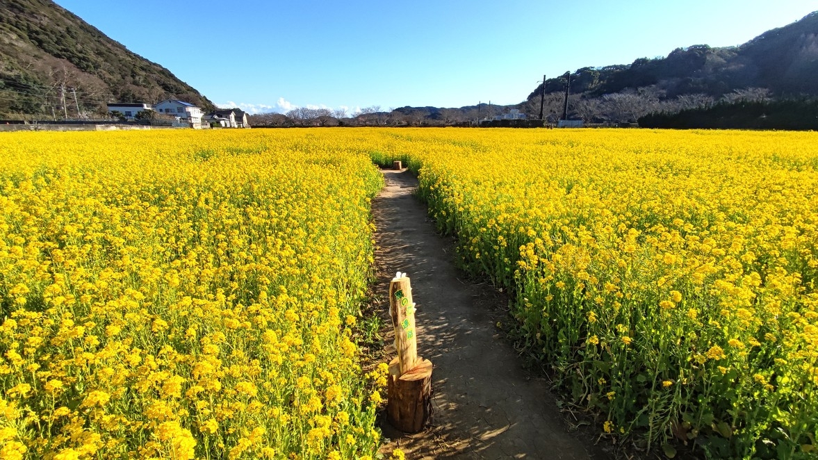 日本有数の早咲き「河津桜まつり」　海まで0分　夕食フレンチフルコース　グラススパークリングワイン付　