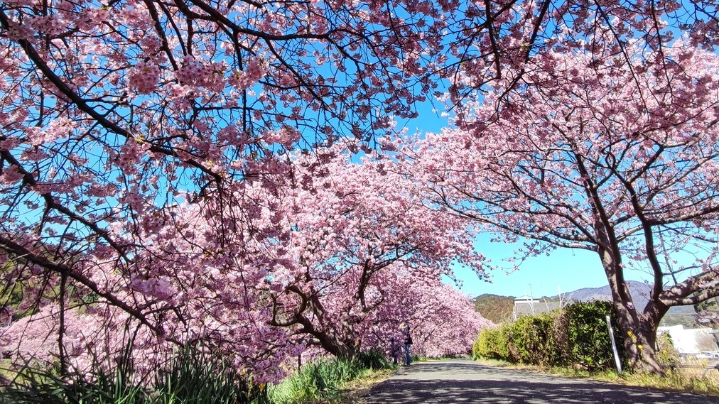 日本有数の早咲き「河津桜まつり」　海まで0分　夕食フレンチフルコース　グラススパークリングワイン付　