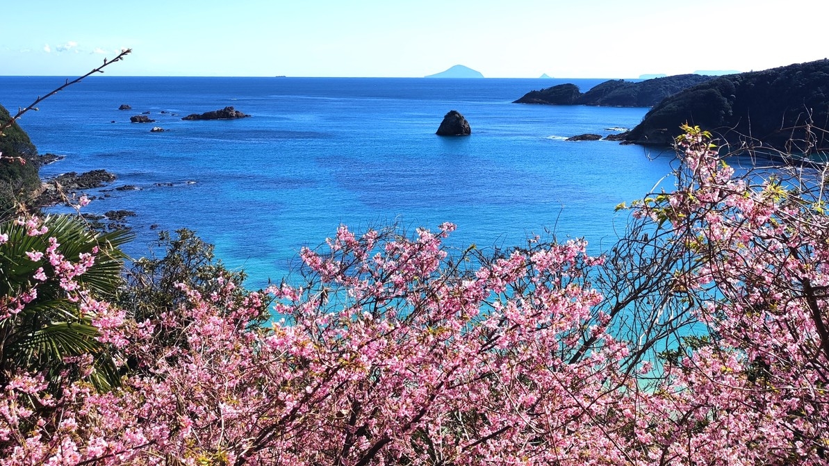 日本有数の早咲き「河津桜まつり」　海まで0分　夕食フレンチフルコース　グラススパークリングワイン付　