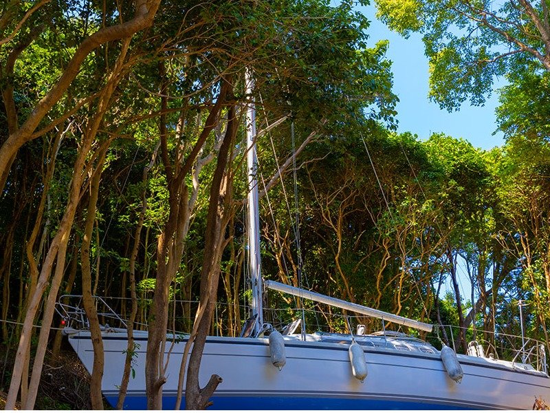 TASO FOREST MARINA:デヘラー