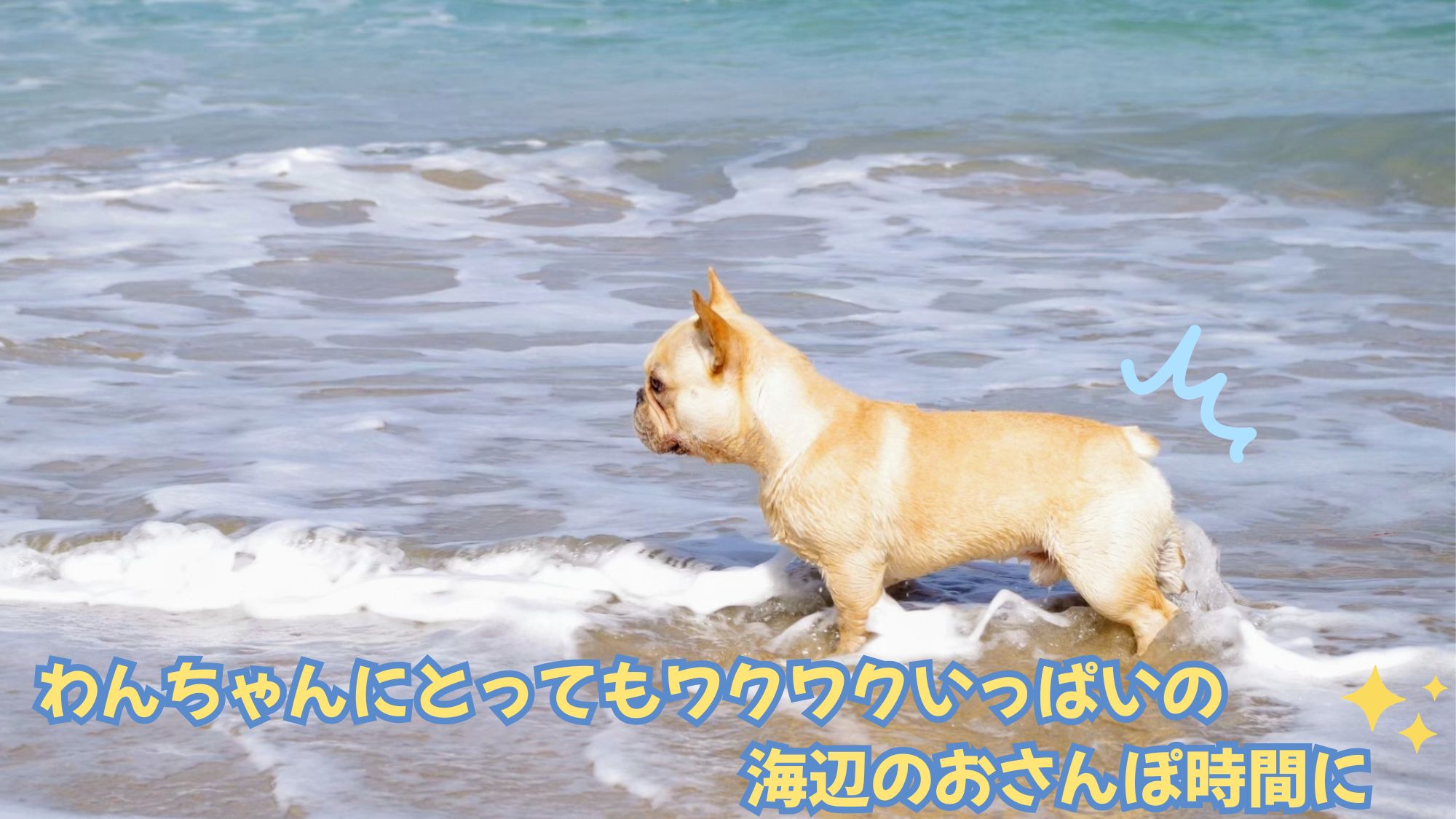 海沿い散歩が初体験のわんちゃんにとってはドキドキ！？ワクワク！？