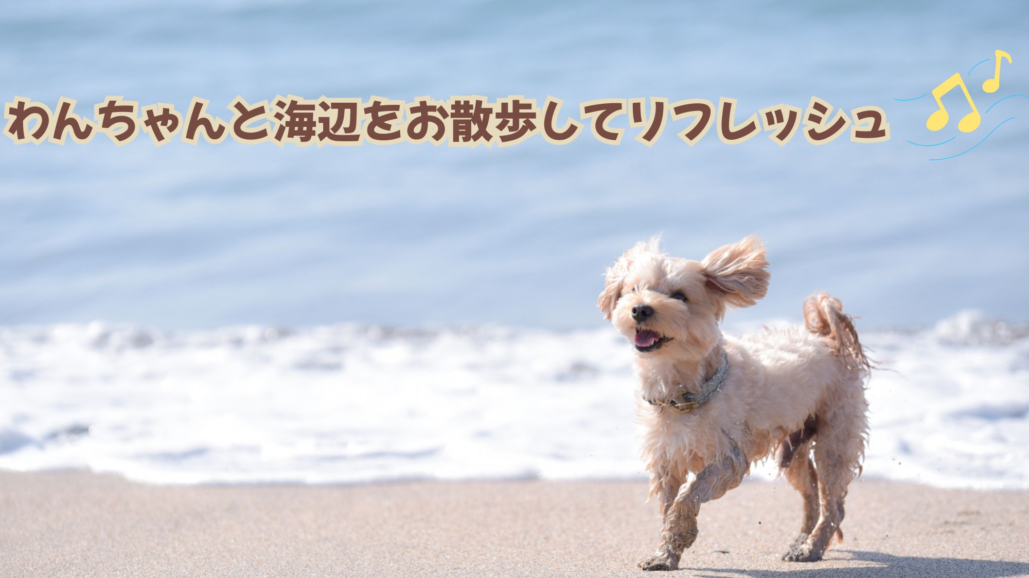 澄んだ海「田曾白浜ビーチ」でのお散歩♪