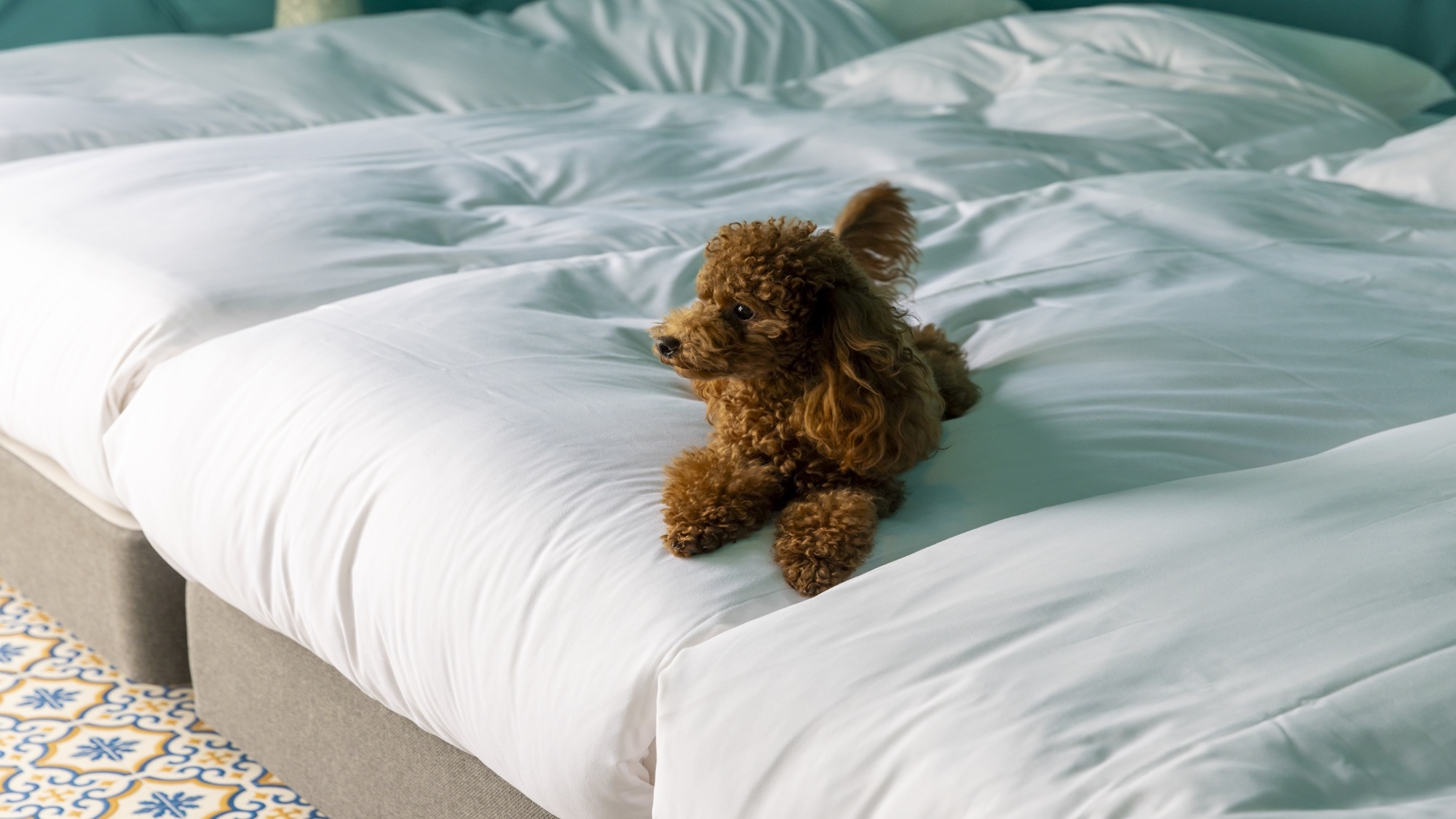 ＊ペット可＊　☆U29限定☆ お得にグランピング♪懐かしの小学校でお得に宿泊プラン《1泊2食付き》