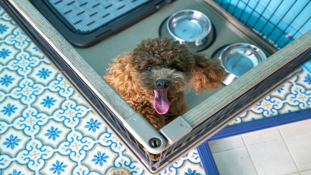 【ペット可】ドームテント