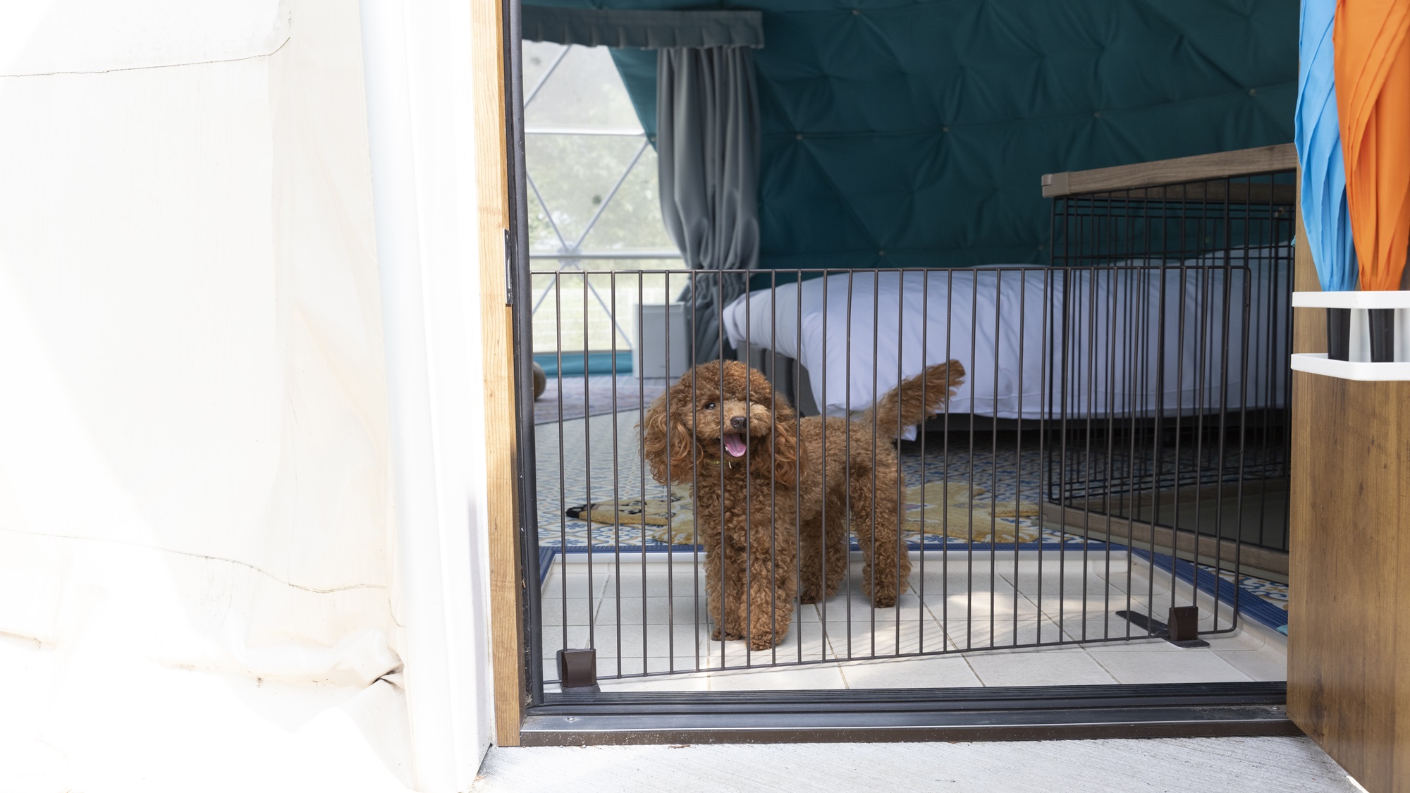 【ペット可】ドームテント