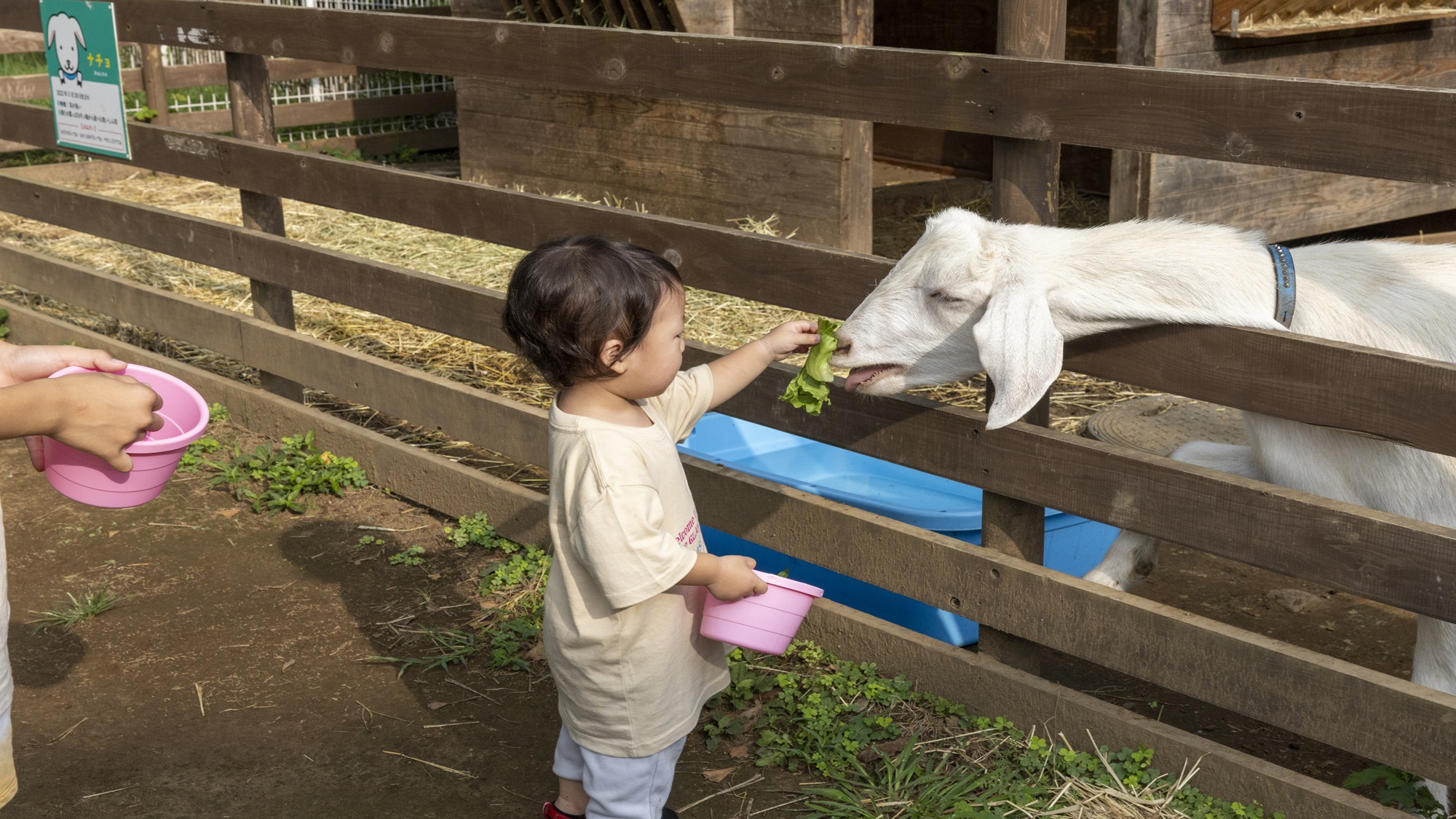 ヤギエリア（不定期）