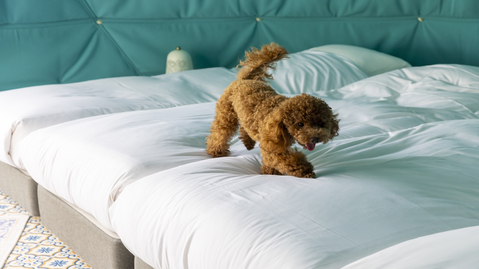 【ペット可】ドームテント