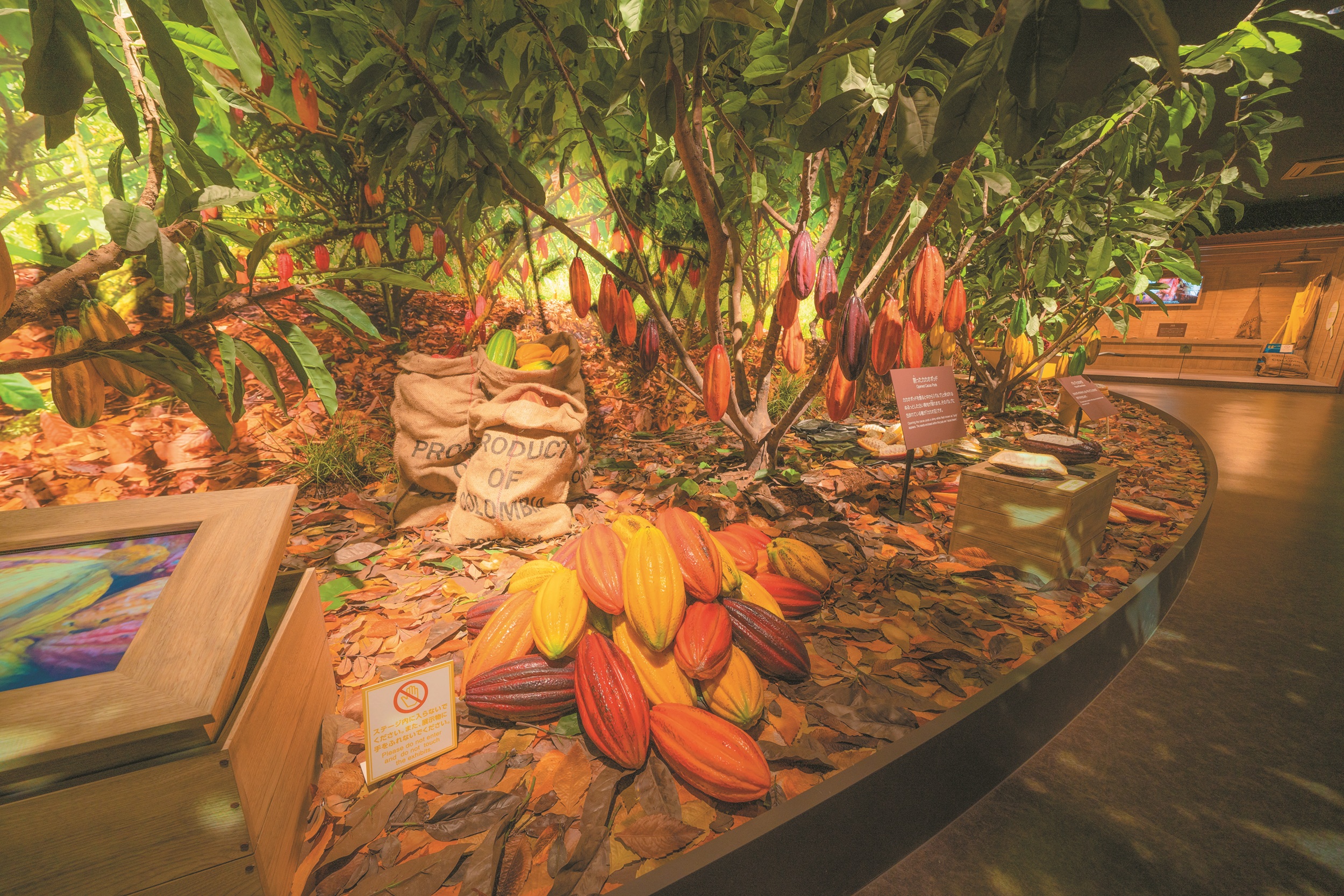 カカオファーム