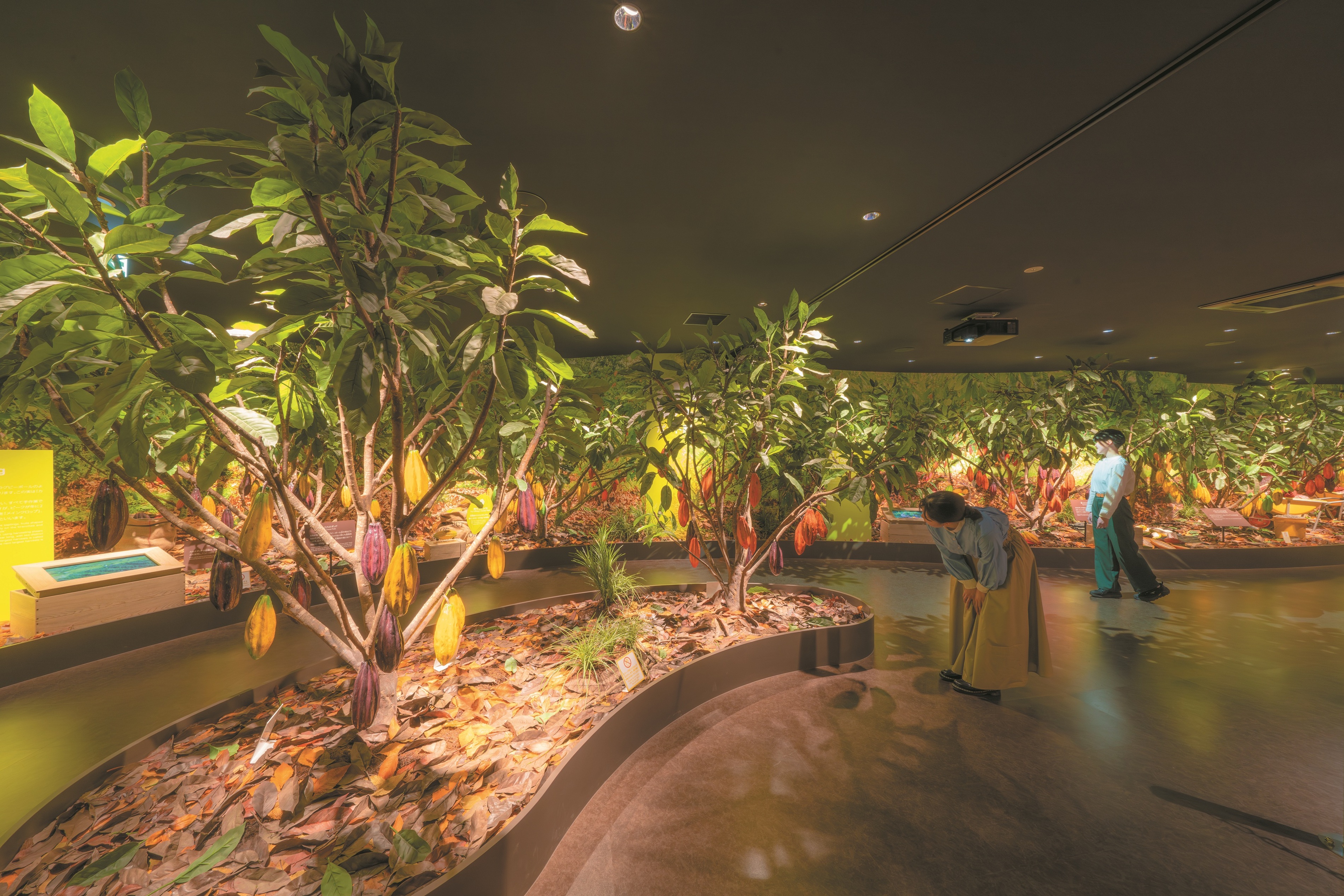 カカオファーム