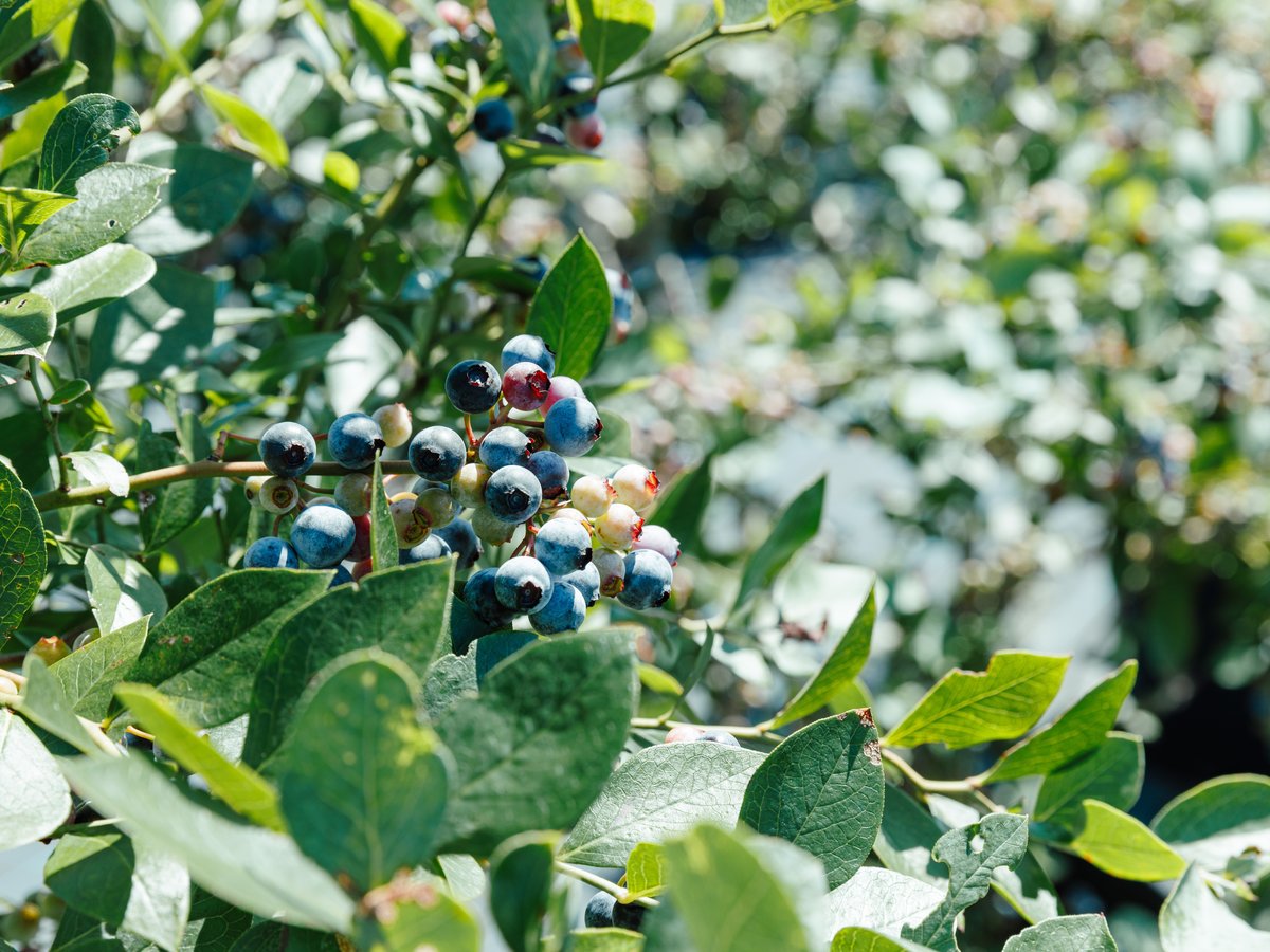 ブルーベリーヒル淡路（ホテルから車で13分）：36品種のブルーベリーの木、千本が栽培されています