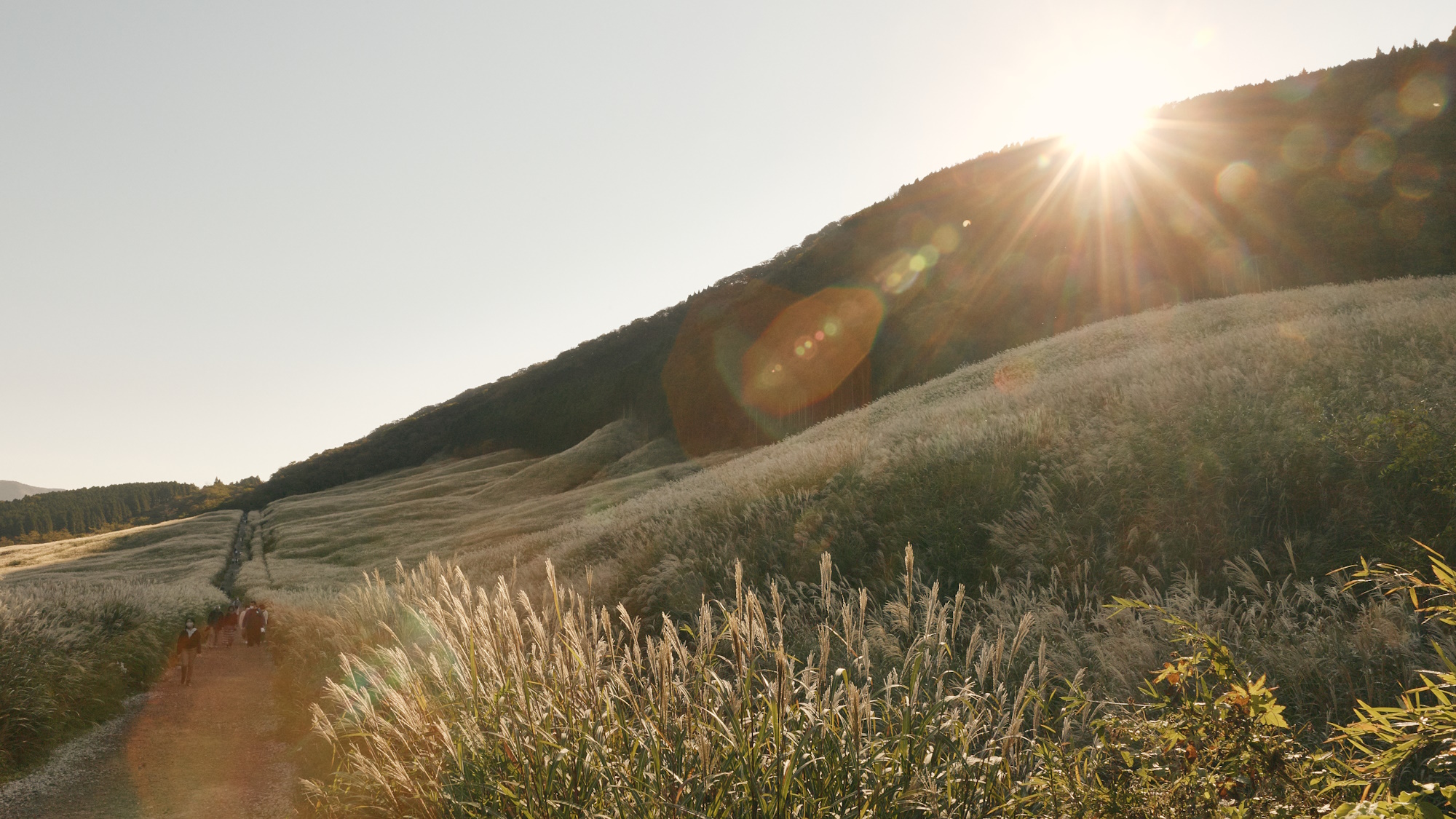 【仙石原すすき草原】夕方のすすき草原はより深みが増します。（当館から車で5分）