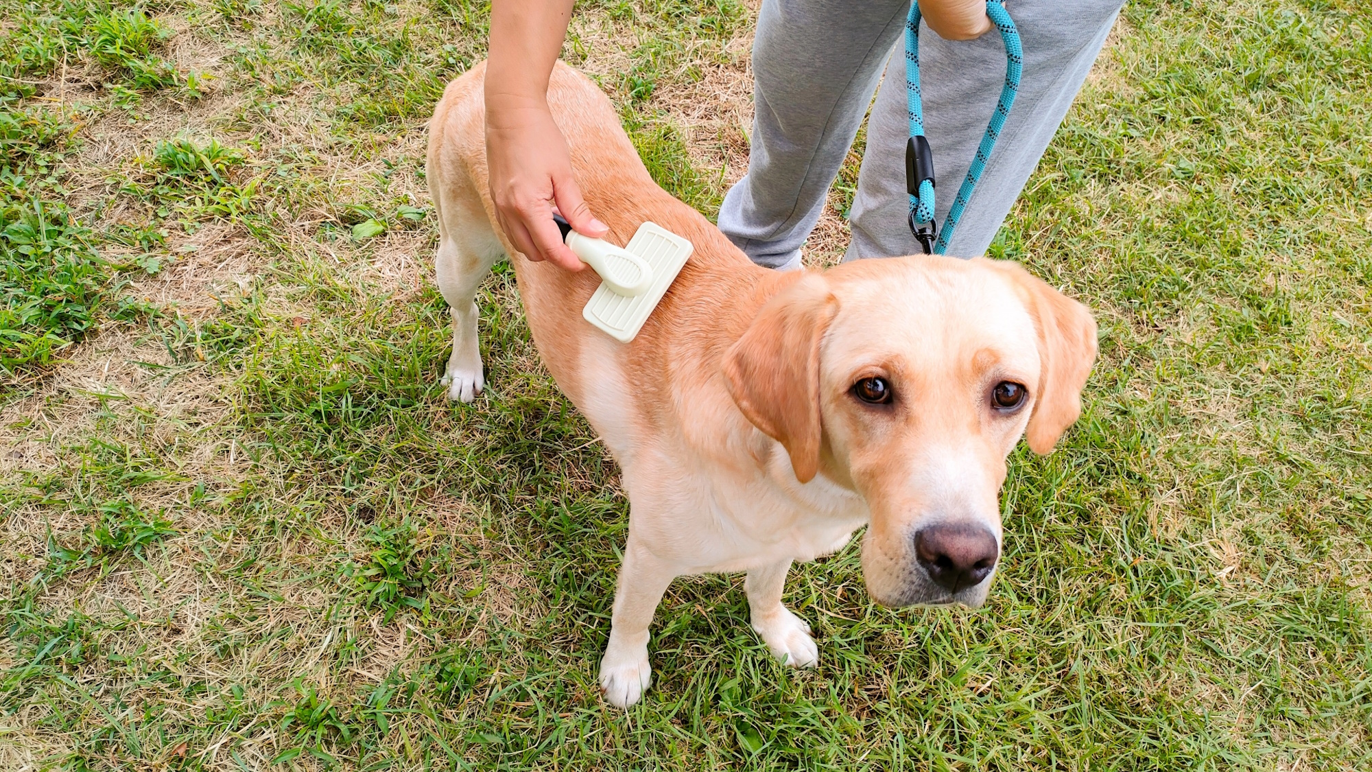 大型犬もご宿泊OK！（一部犬種除く）