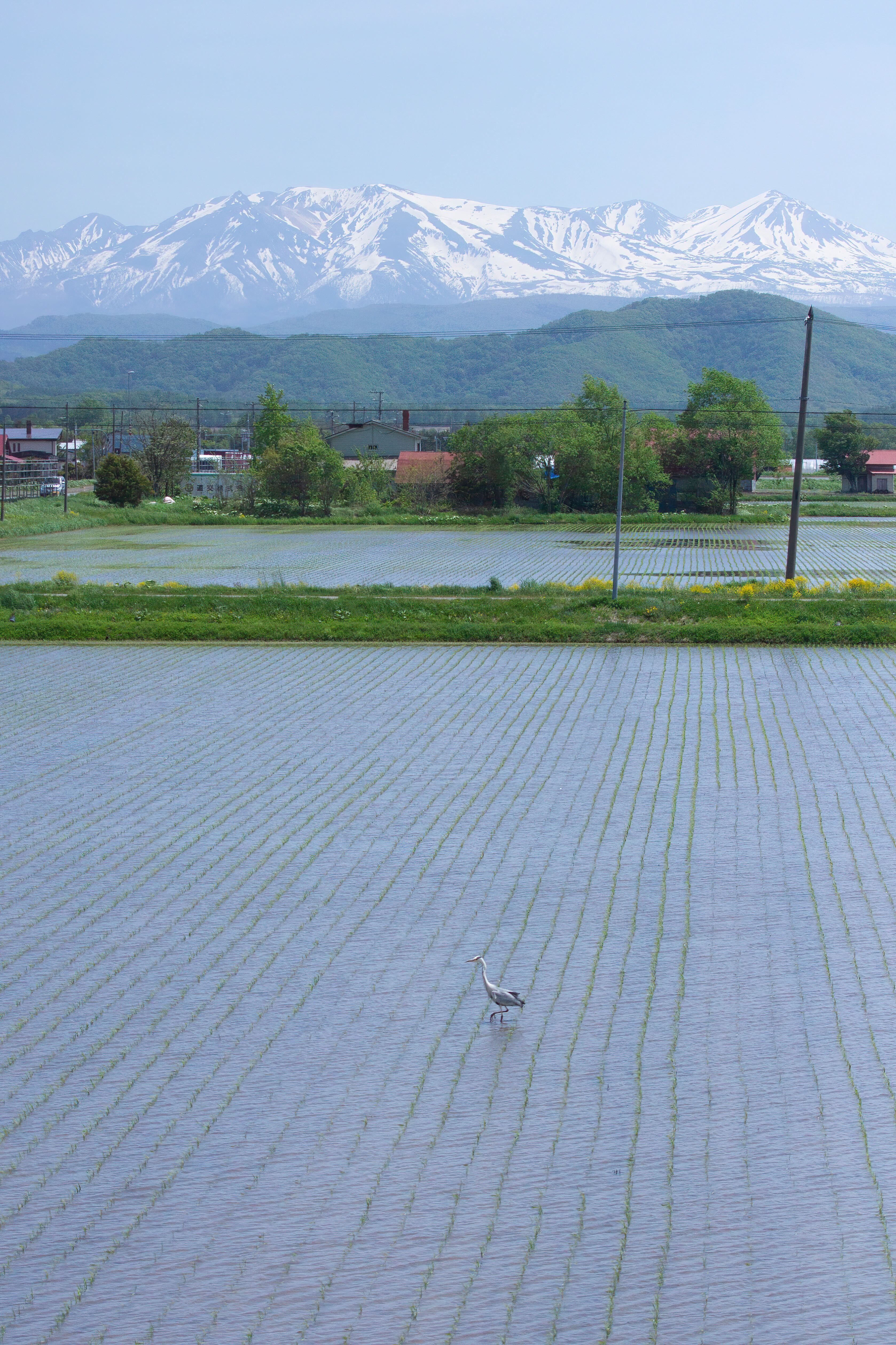 大雪山系をはじめとした、美しい風景が自慢です！