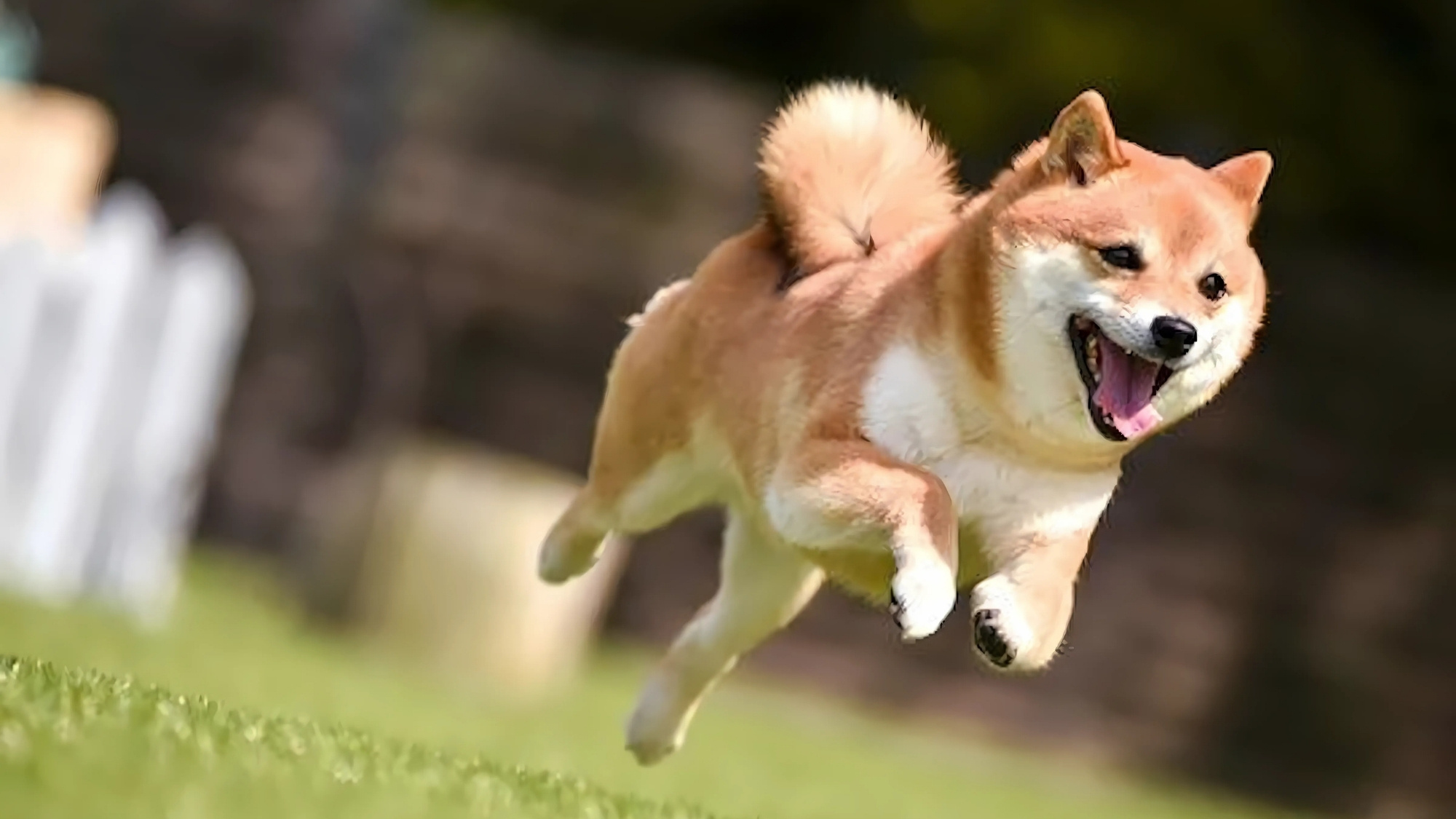 ペットと楽しむ広場
