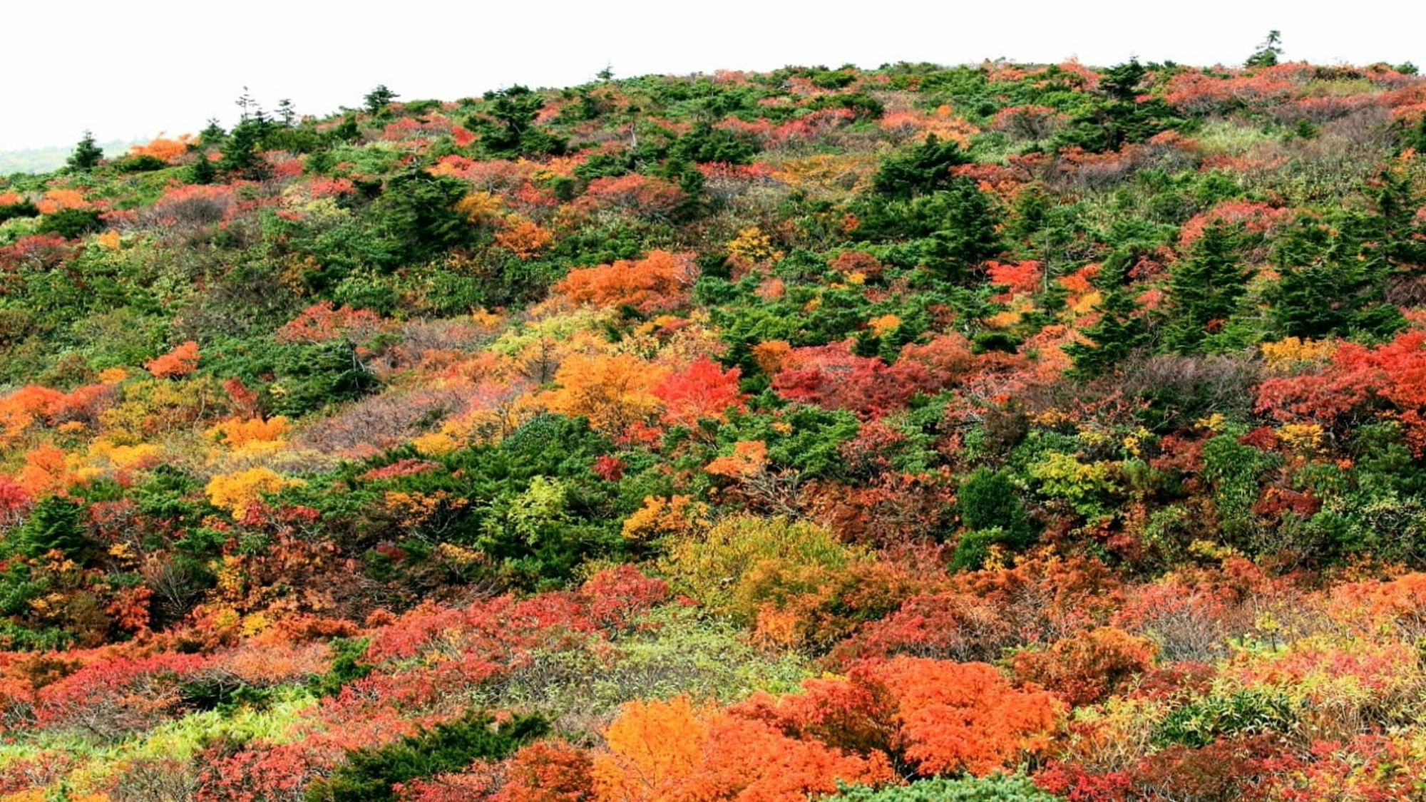 蔵王紅葉