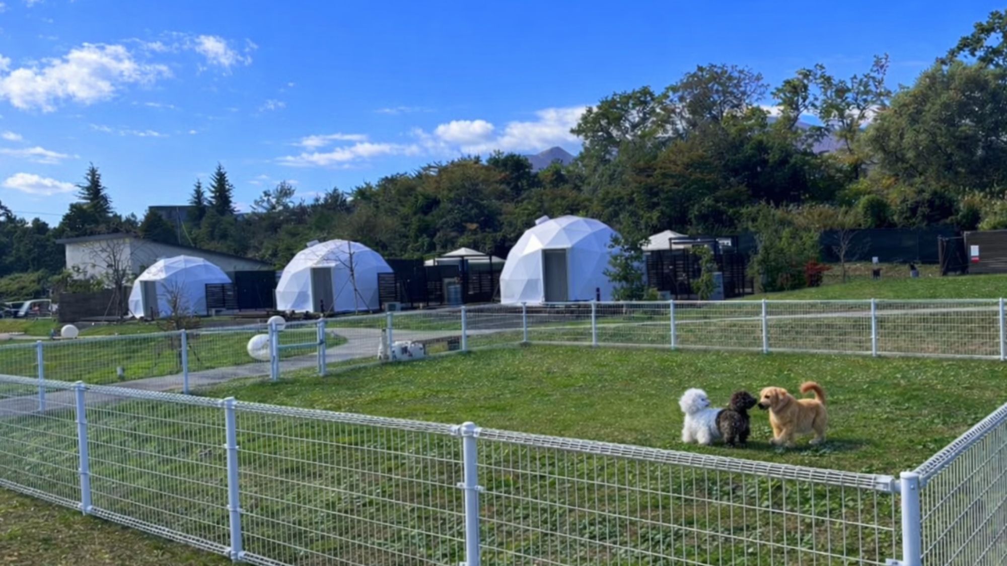 新設ドッグランでのびのびと！