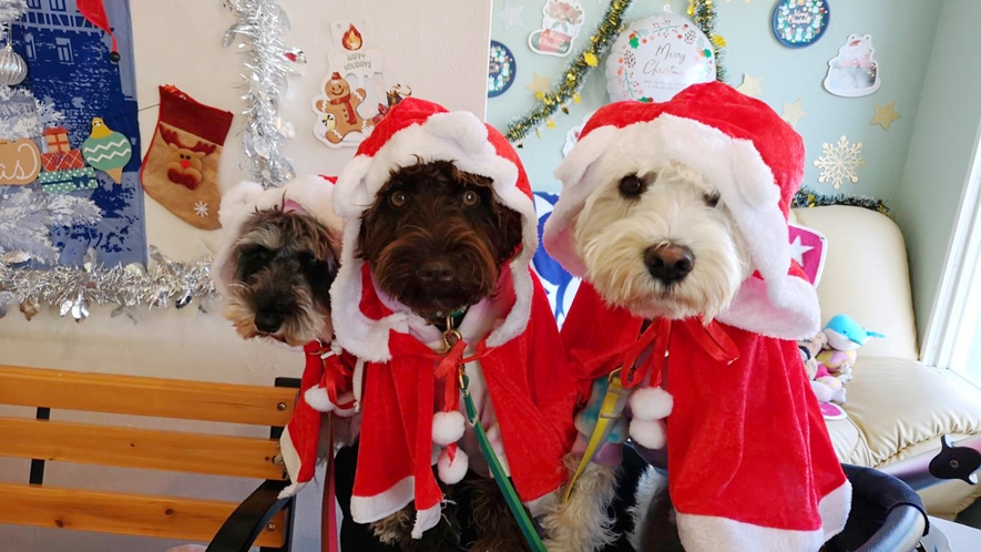 愛犬とクリスマス☆彡