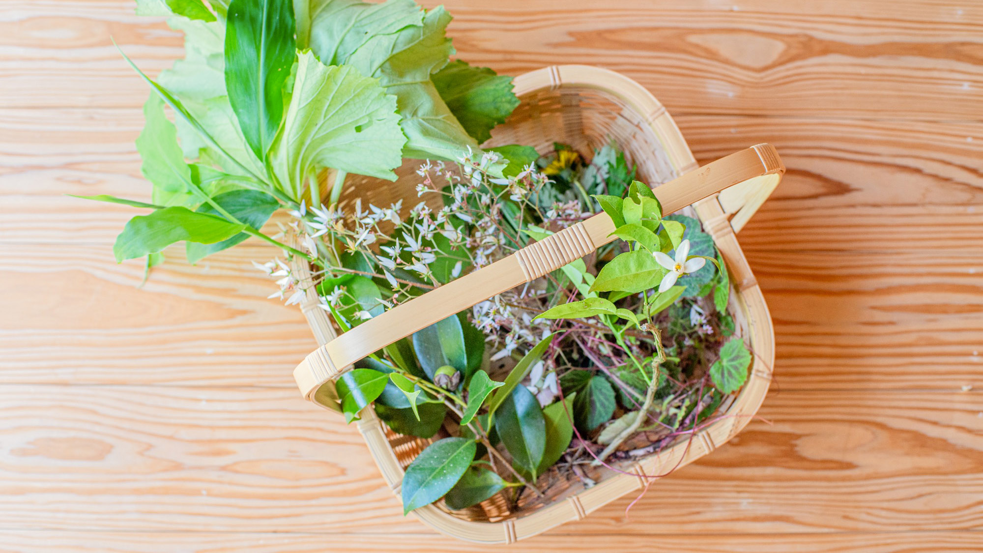 ・【野草摘み】興味の赴くままに野草を集めれば気分は植物博士。素敵な旅の思い出になります。