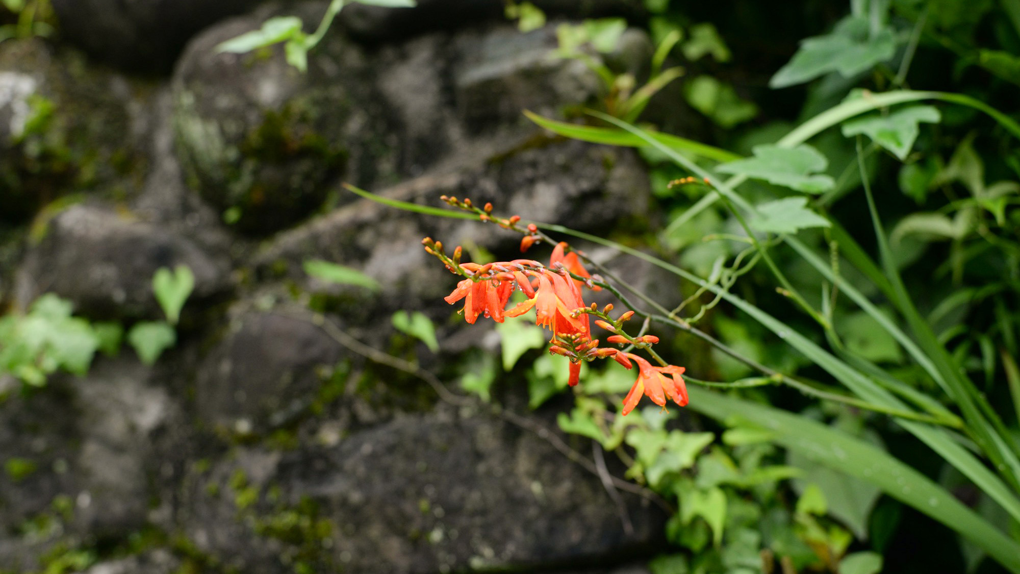 ・【花】山中では四季折々の美しい草花をお楽しみいただけます。