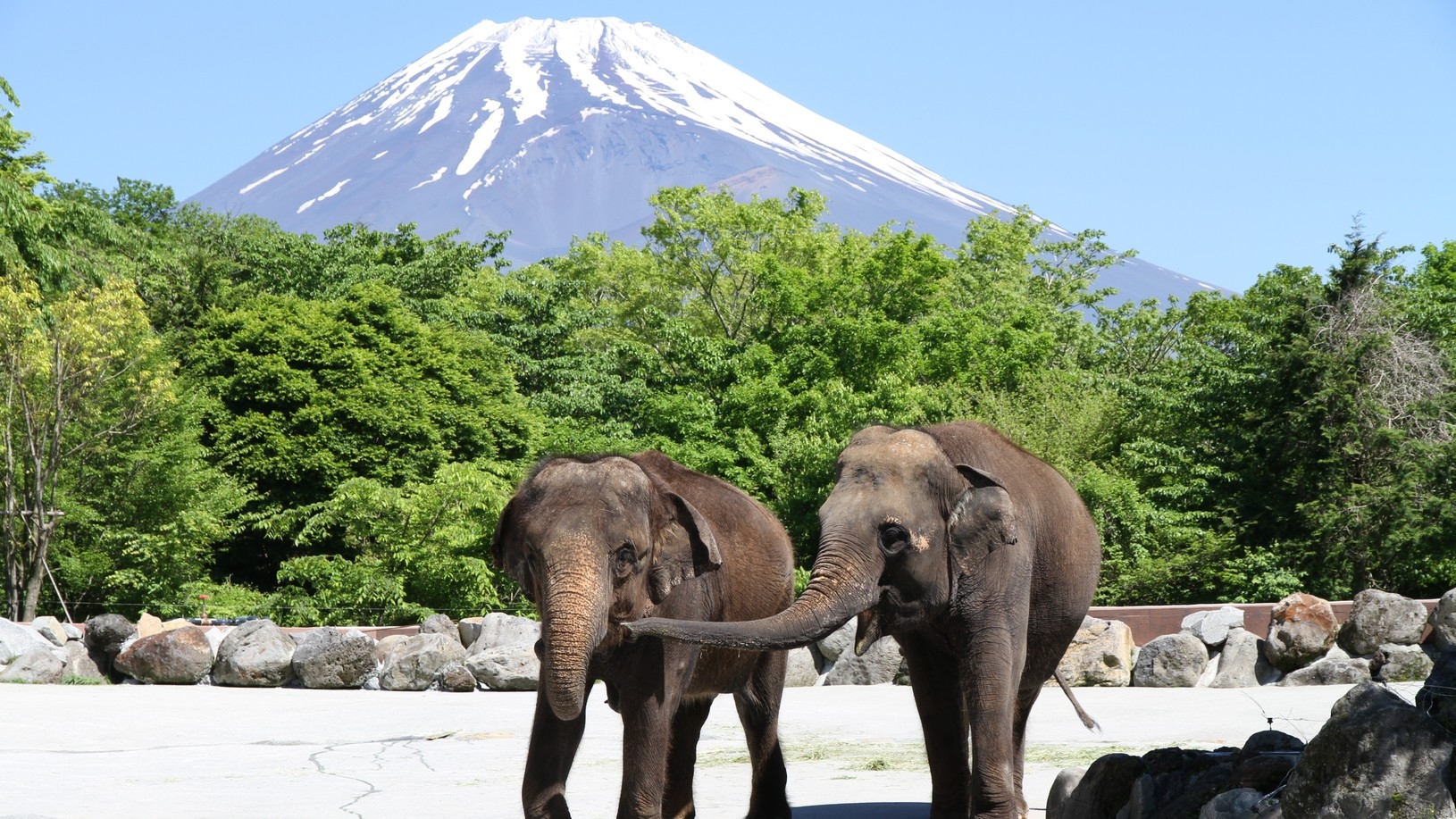 【富士サファリパーク×朝食付き】大人入園チケット付き！★日替わり夕食★男女別浴場あり★【全室禁煙】