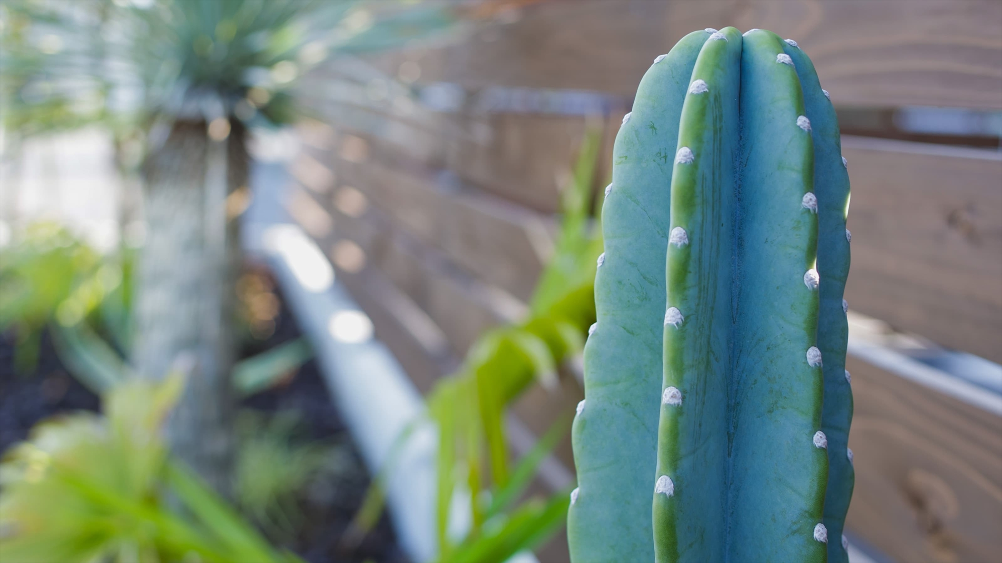 【Plants】サボテンなどの様々な植物がお出迎え