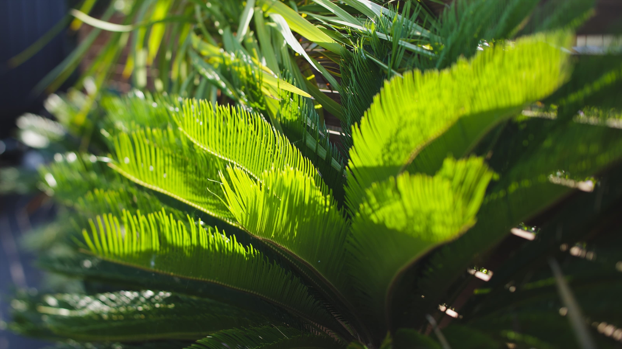 【Plants】サボテンなどの様々な植物がお出迎え